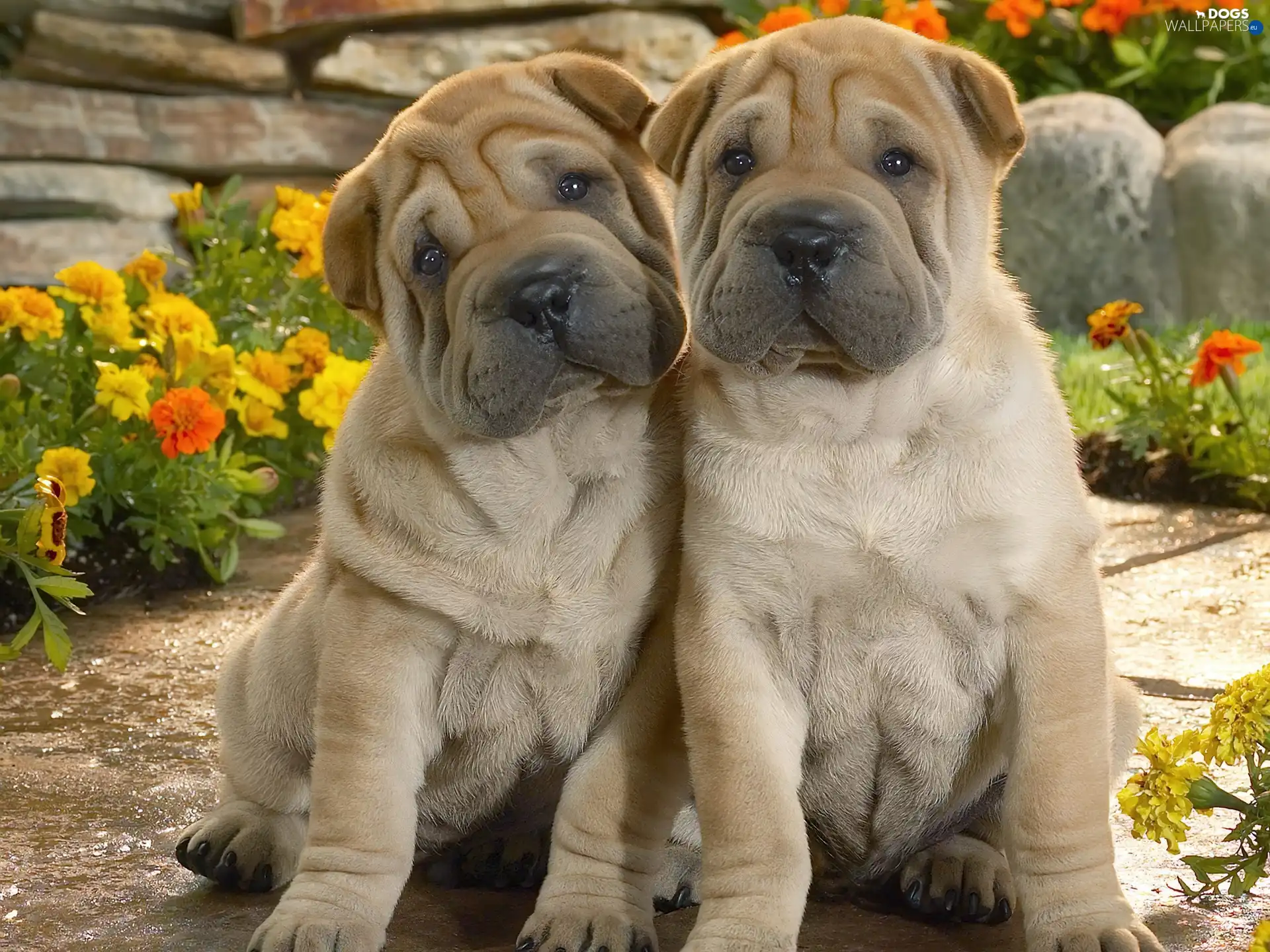 Shar Pei, puppies Dogs wallpapers 1600x1200