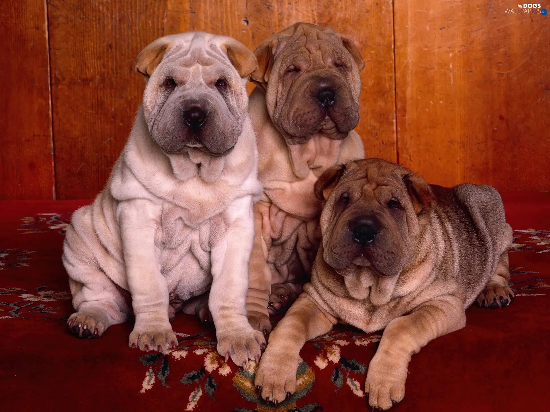 Shar Pei, Three - Dogs wallpapers: 1600x1200