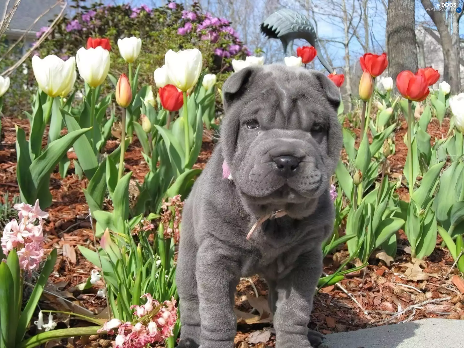 Tulips, Puppy, Shar Pei