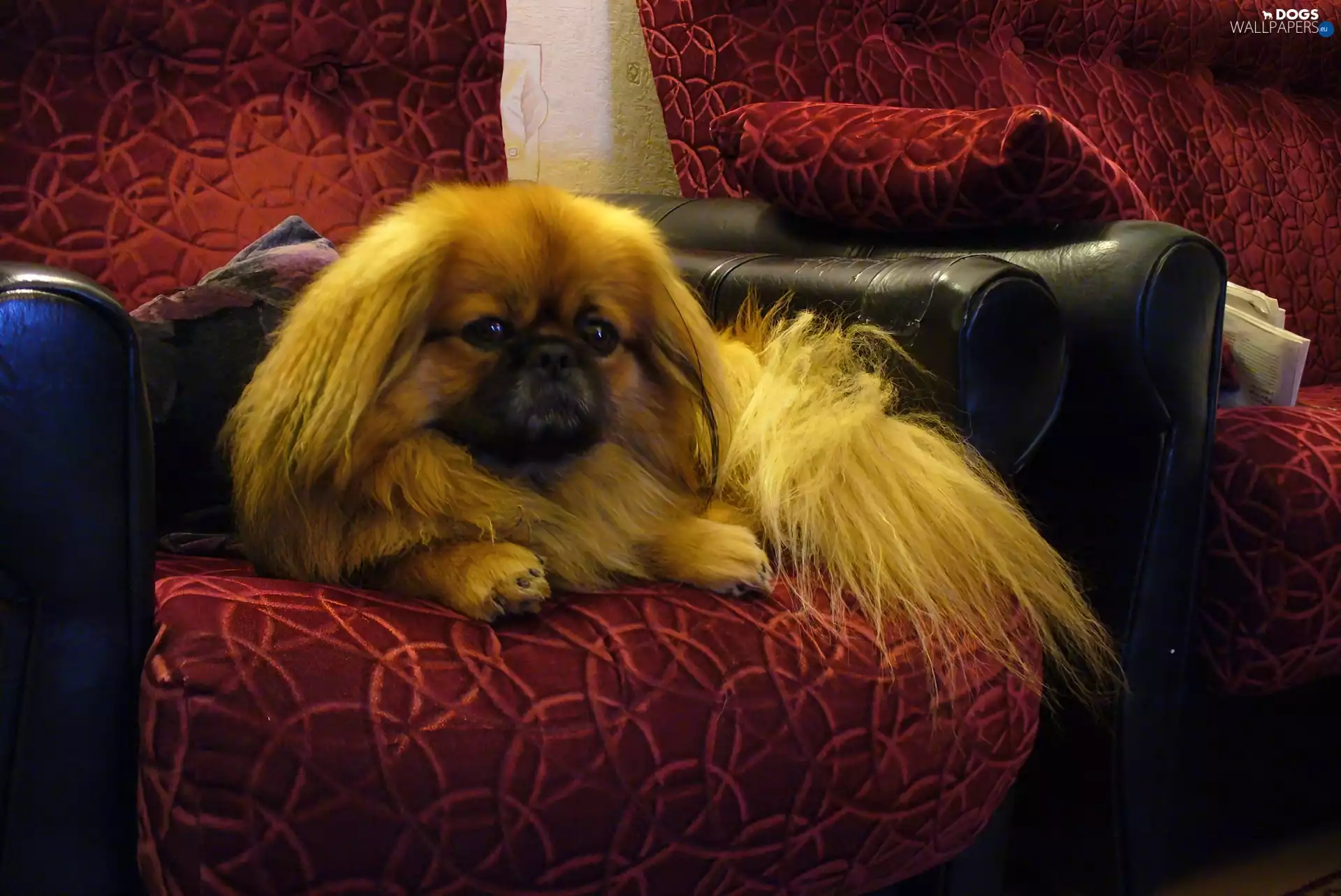 pekinese, Armchair