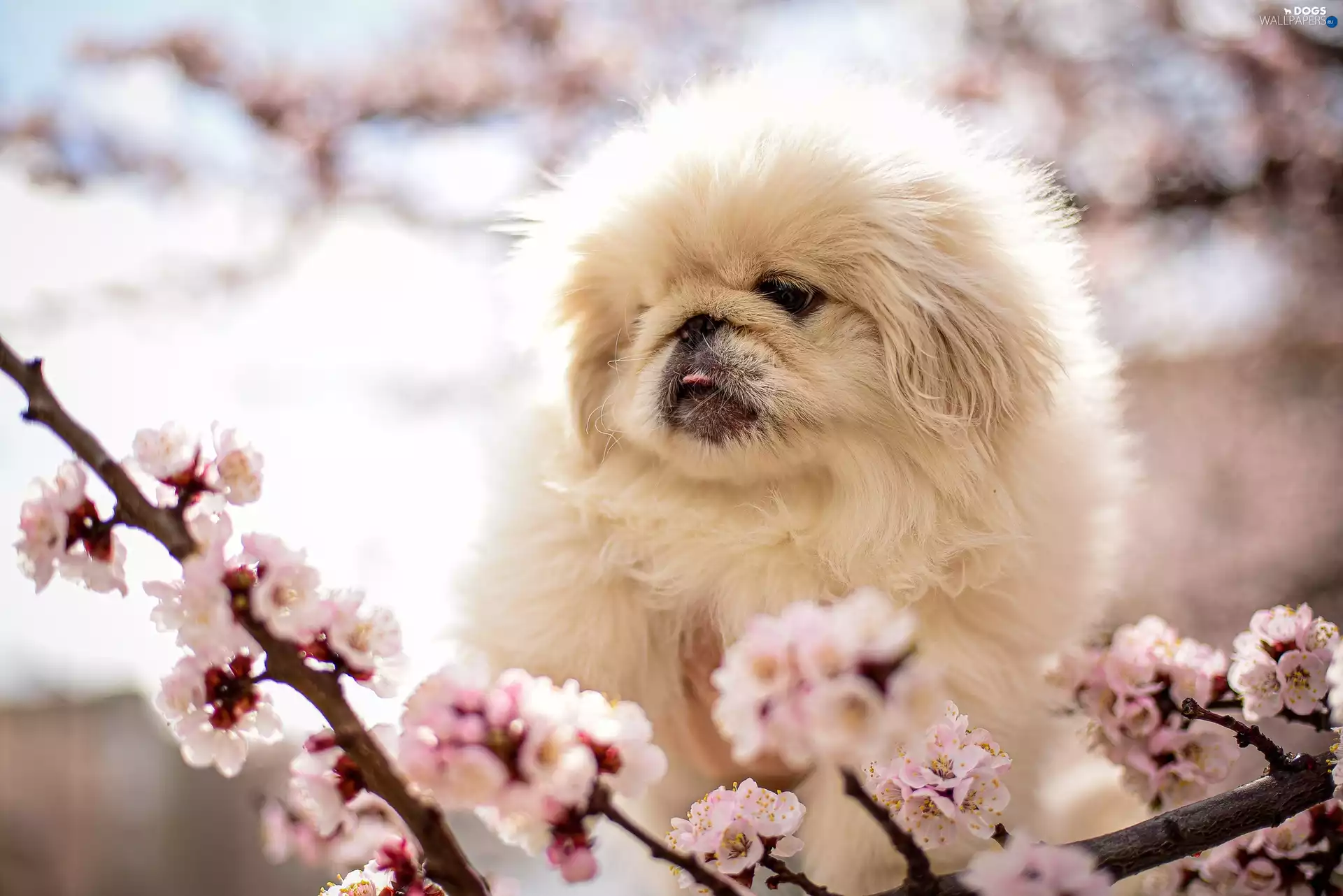 dog, Puppy, Twigs, pekinese