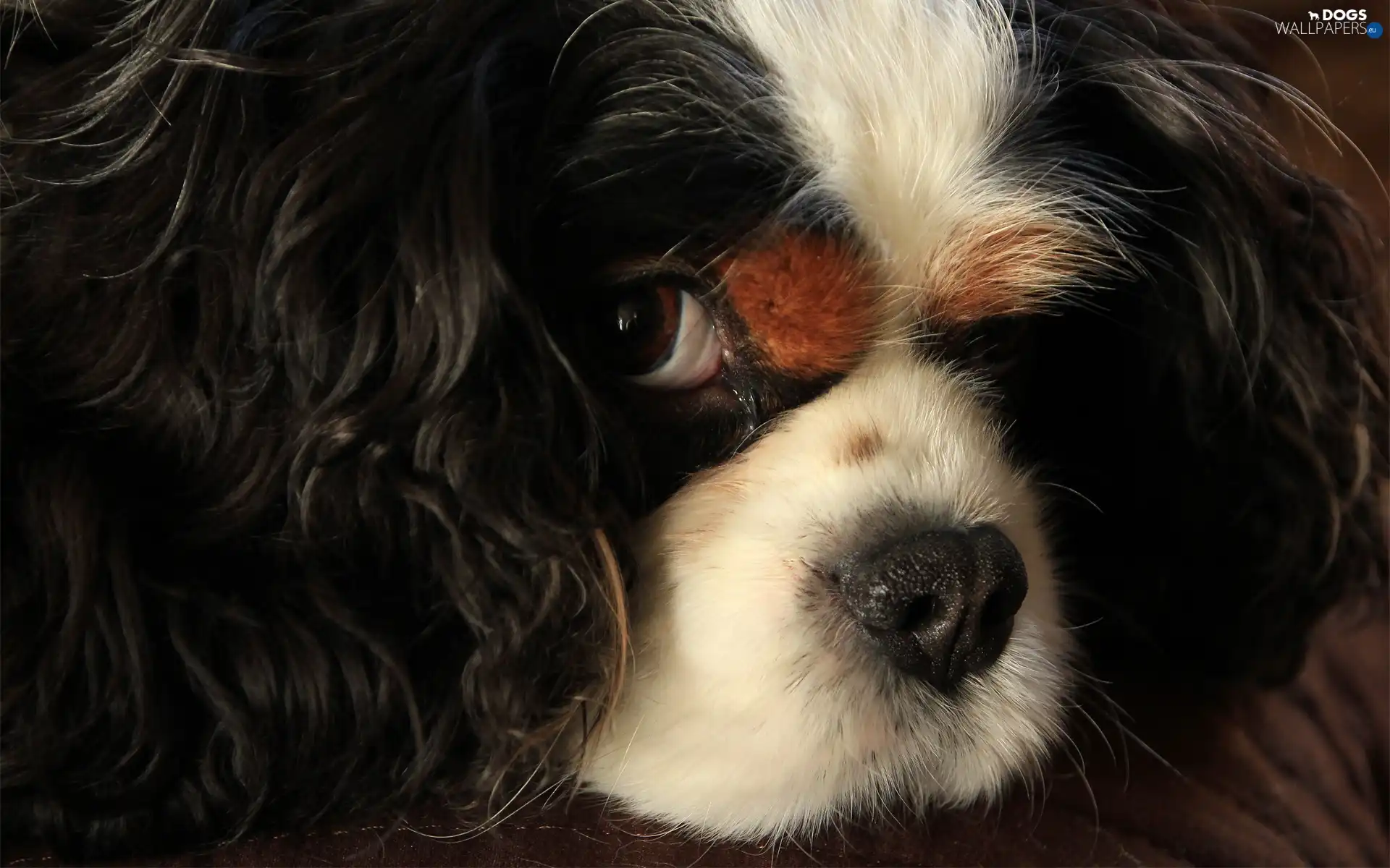 doggy, muzzle