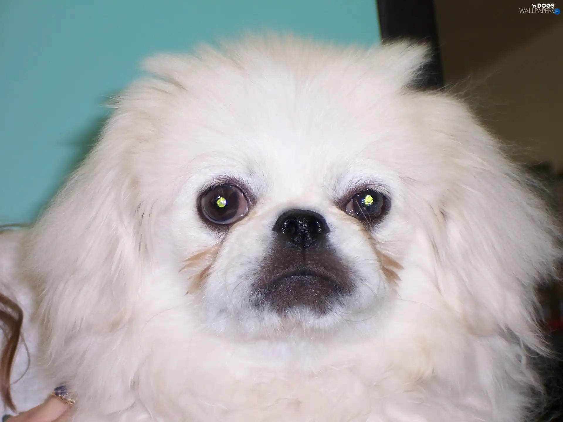 pekinese, muzzle