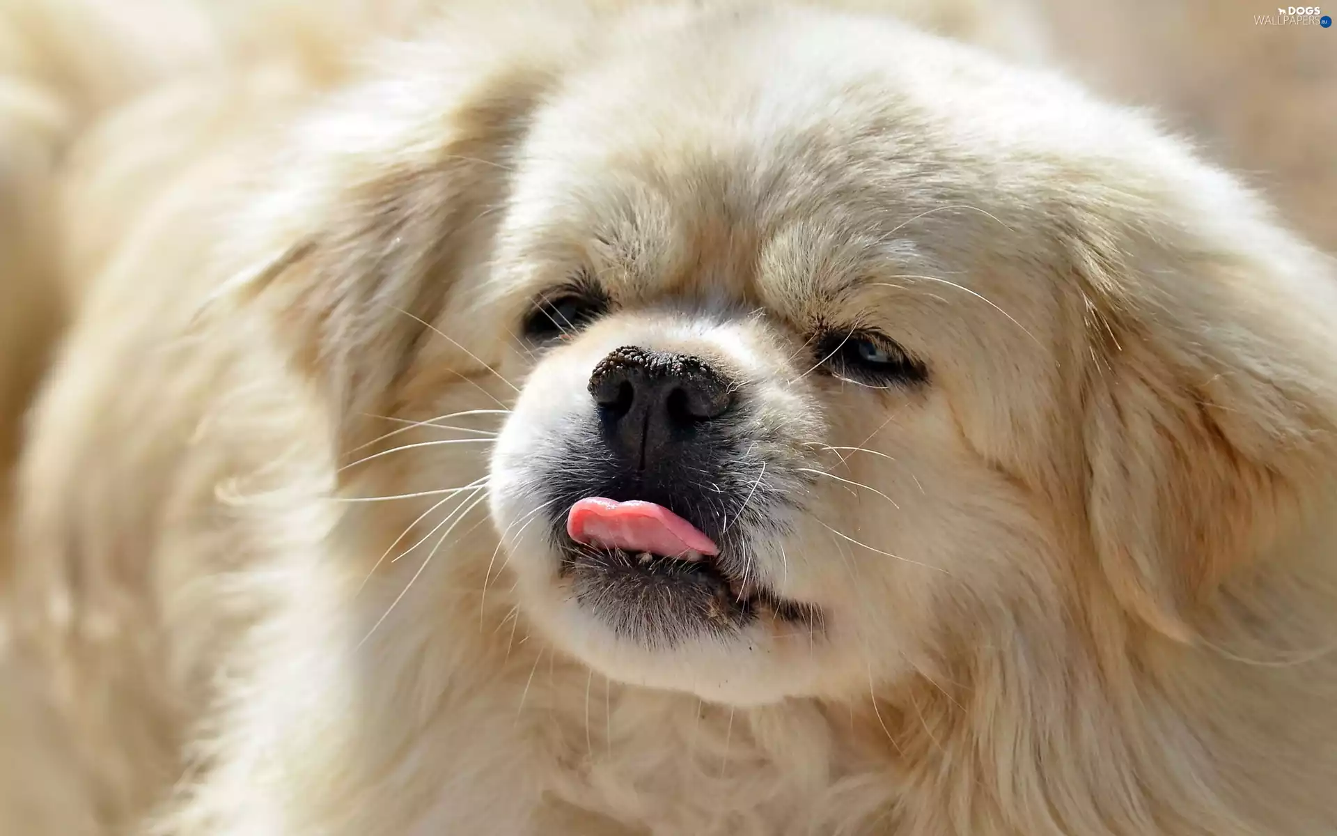 Tounge, pekinese, Puppy, muzzle, doggy