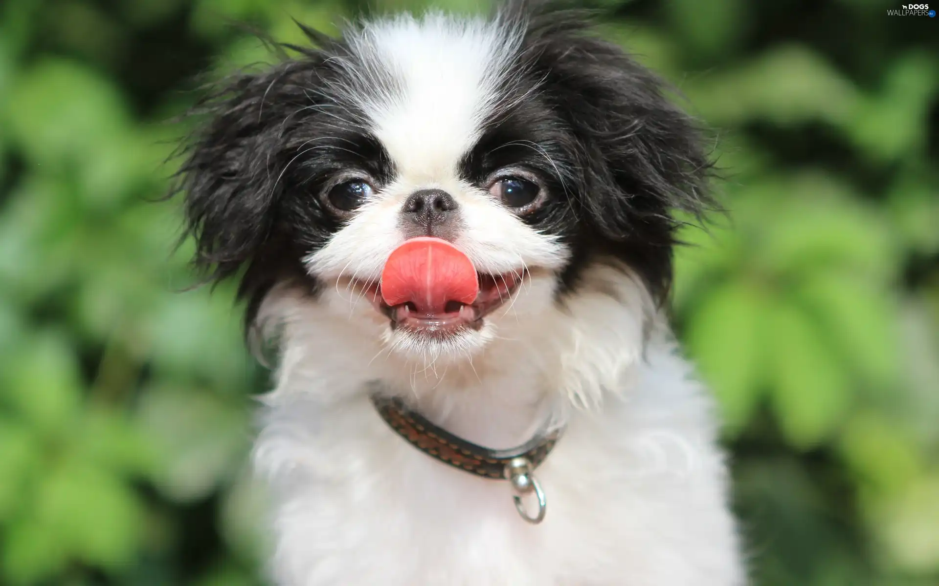 pekinese, doggy, small, pinto