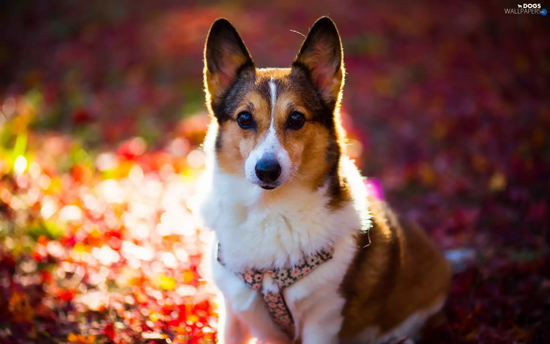 dog, Welsh corgi pembroke