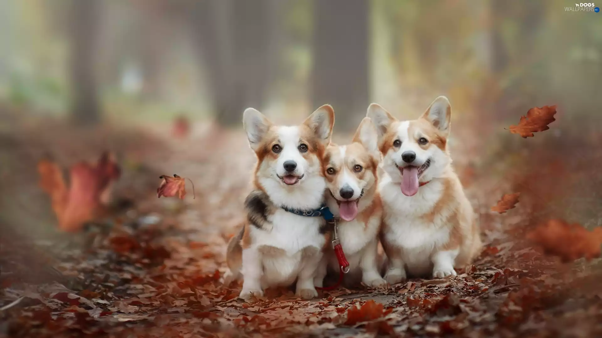 Three, Welsh corgi pembroke, Leaf, Dogs