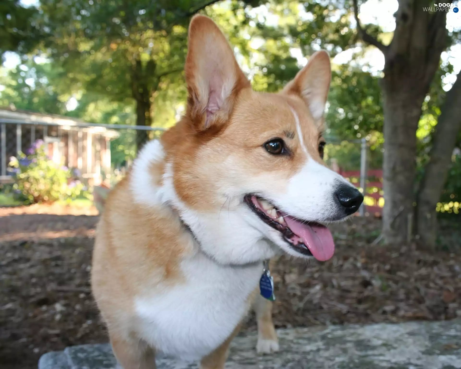 mouth, Welsh corgi pembroke