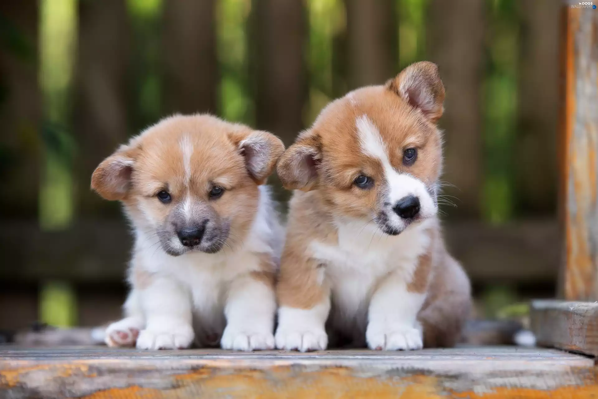 puppies, Welsh corgi pembroke