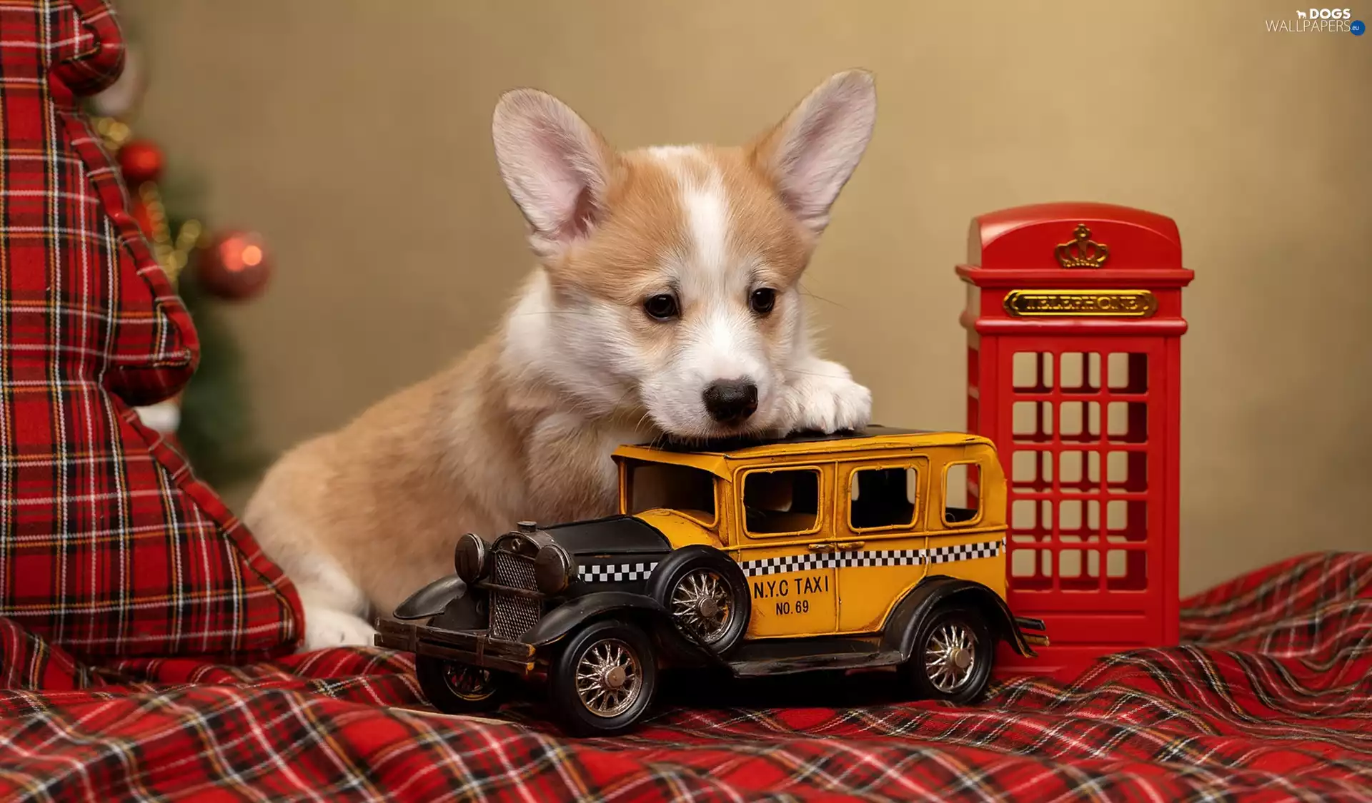 dog, Welsh corgi pembroke, toys, Puppy