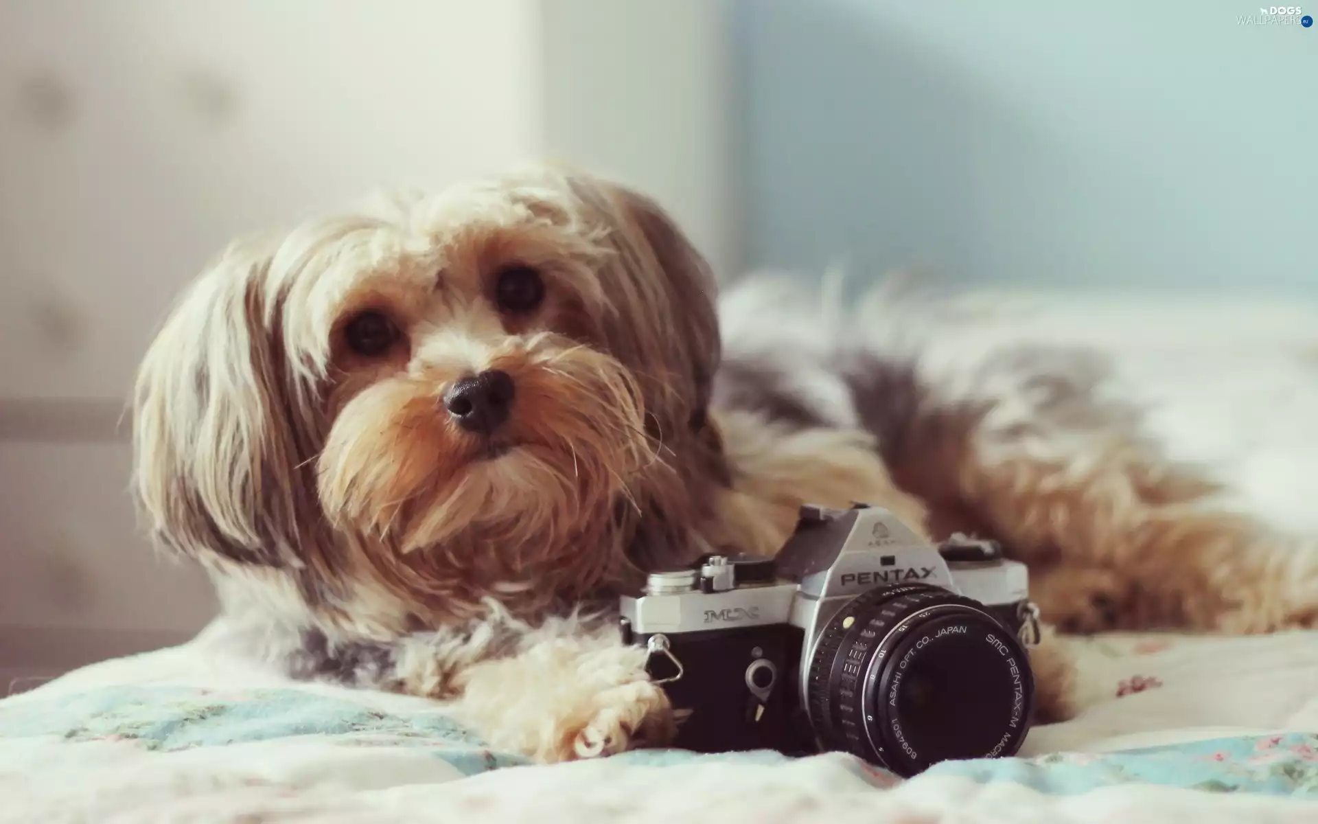dog, Pentax, Shih Tzu, Camera