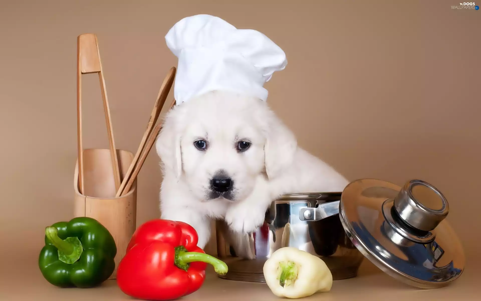 pepper, puppie, cook