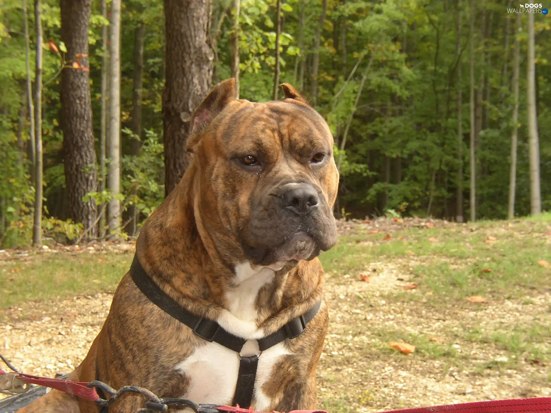 Perro de Presa Canario, brown