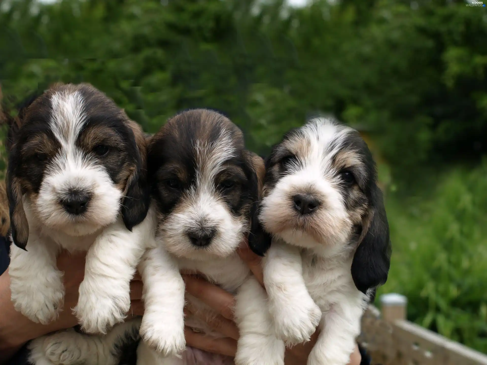 Petit Basset Griffon Vend?en