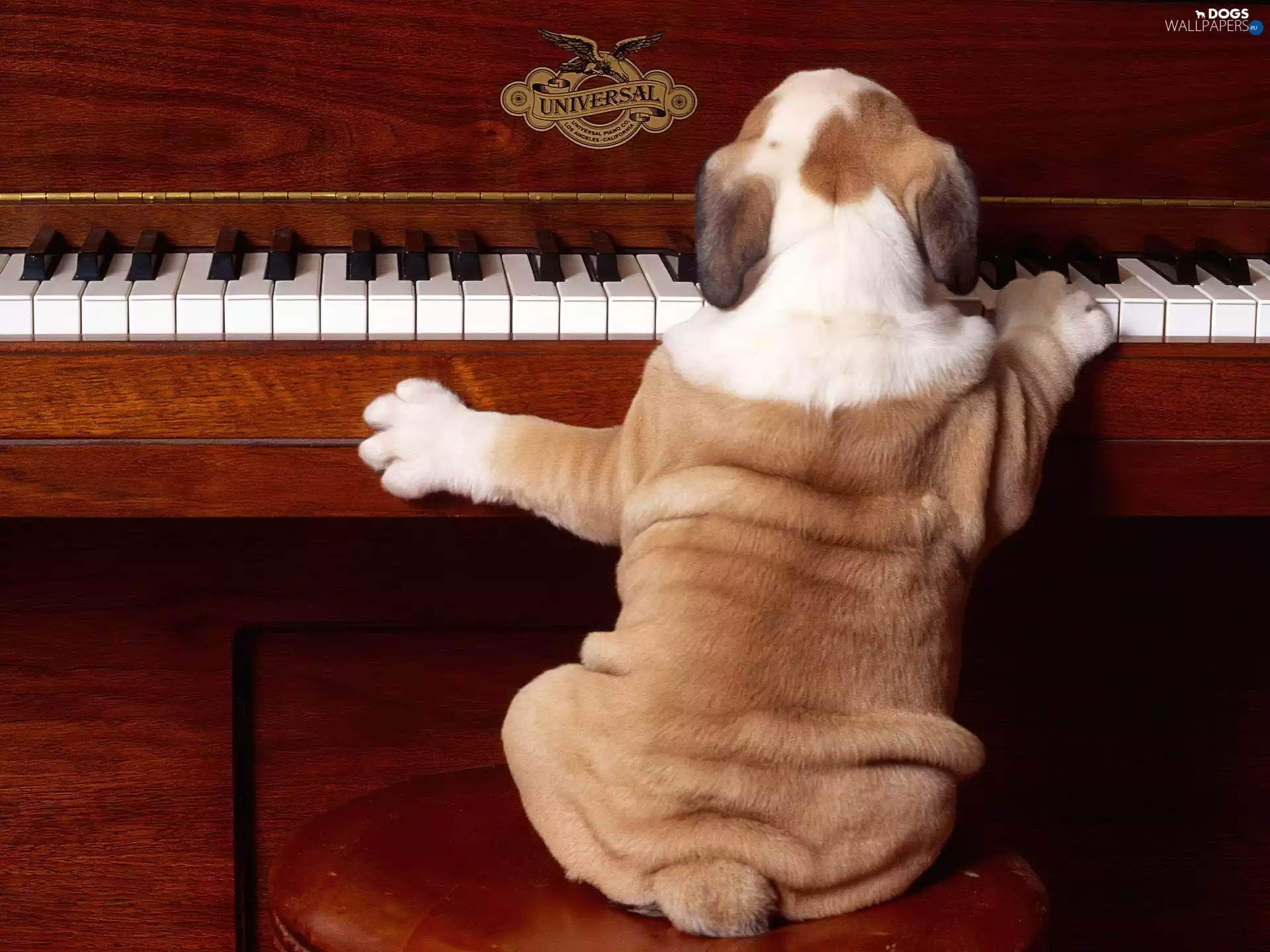 Piano, Funny, dog