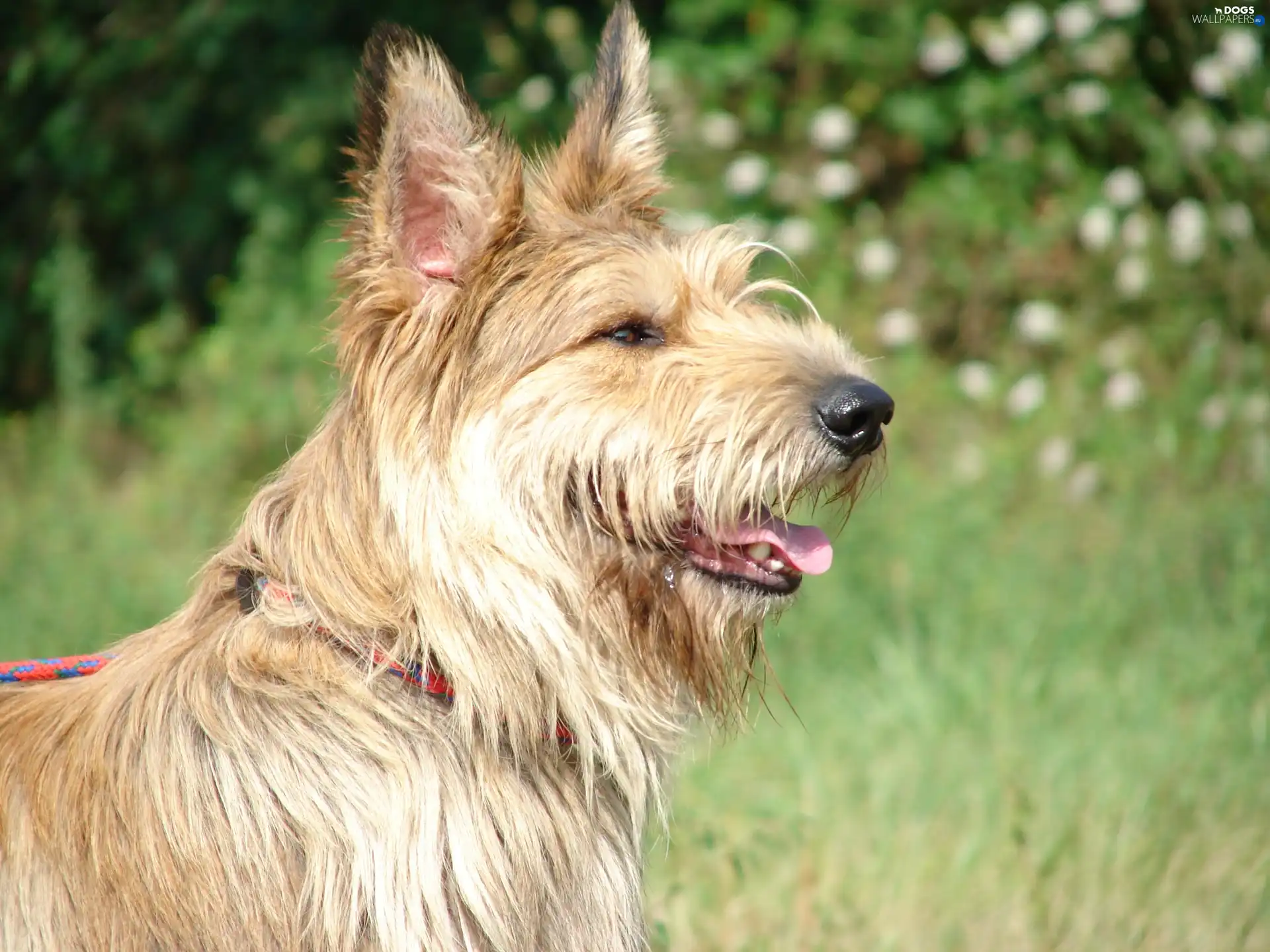 Picardy Shepherd, Berger Picard, Head