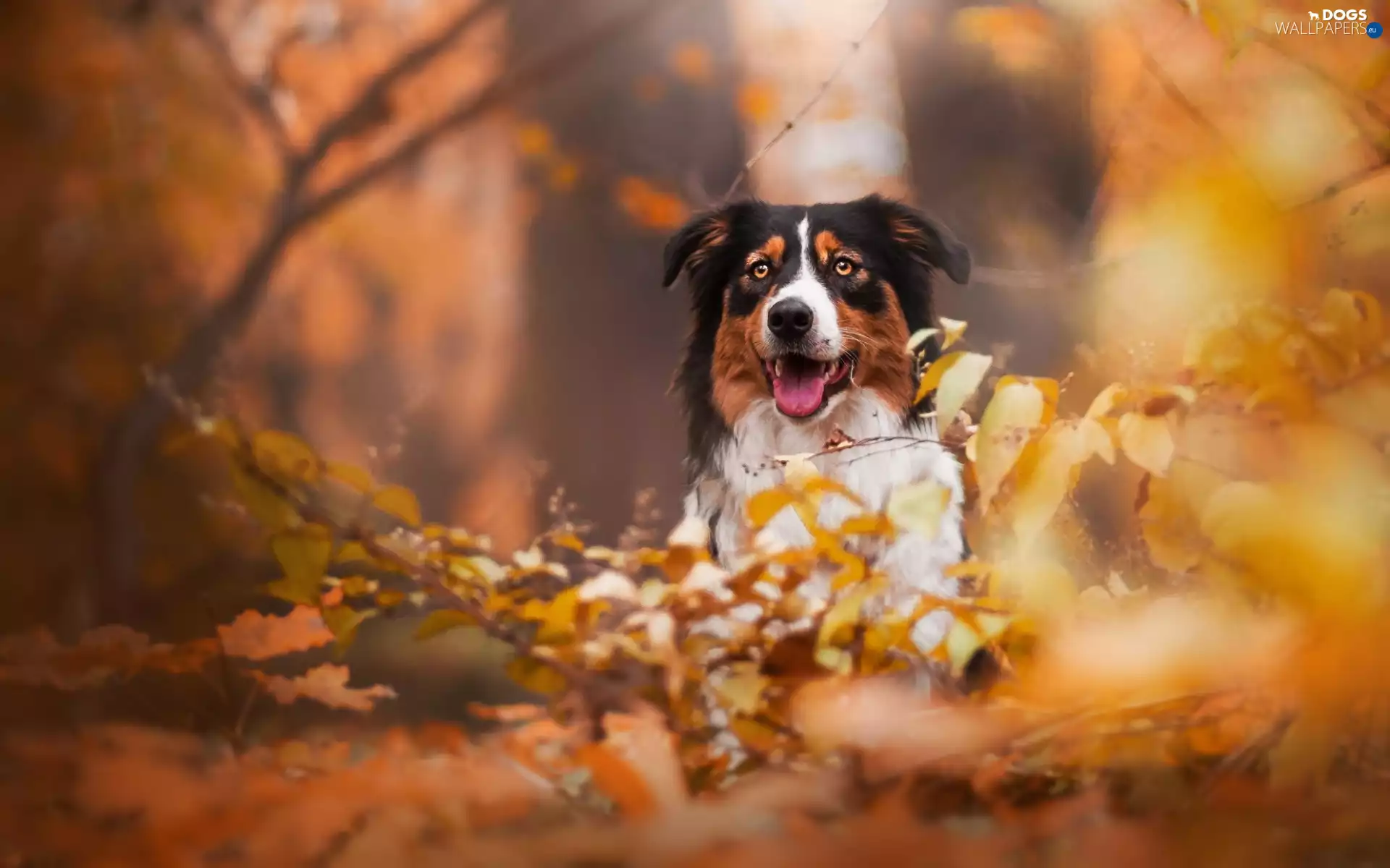 Australian Shepherd, branch pics, Leaf, Australian Shepherd