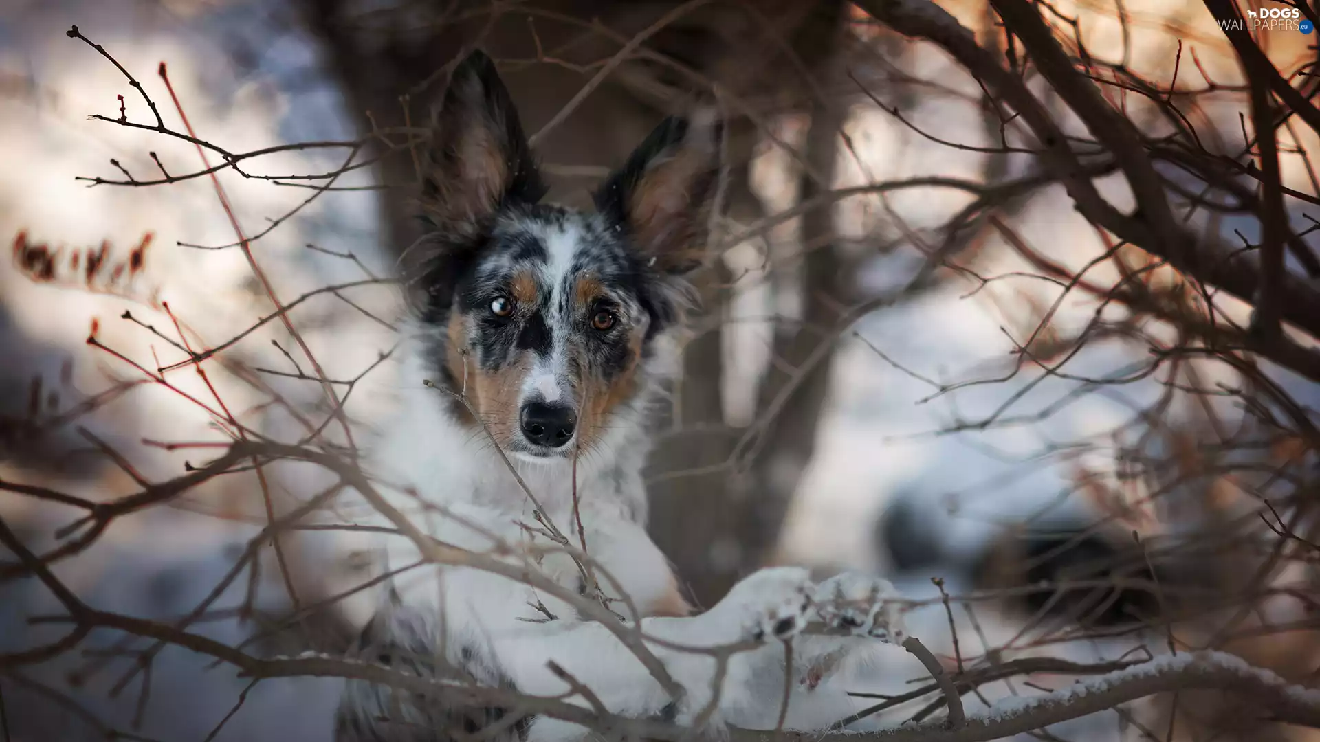 dog, muzzle, branch pics, Border Collie
