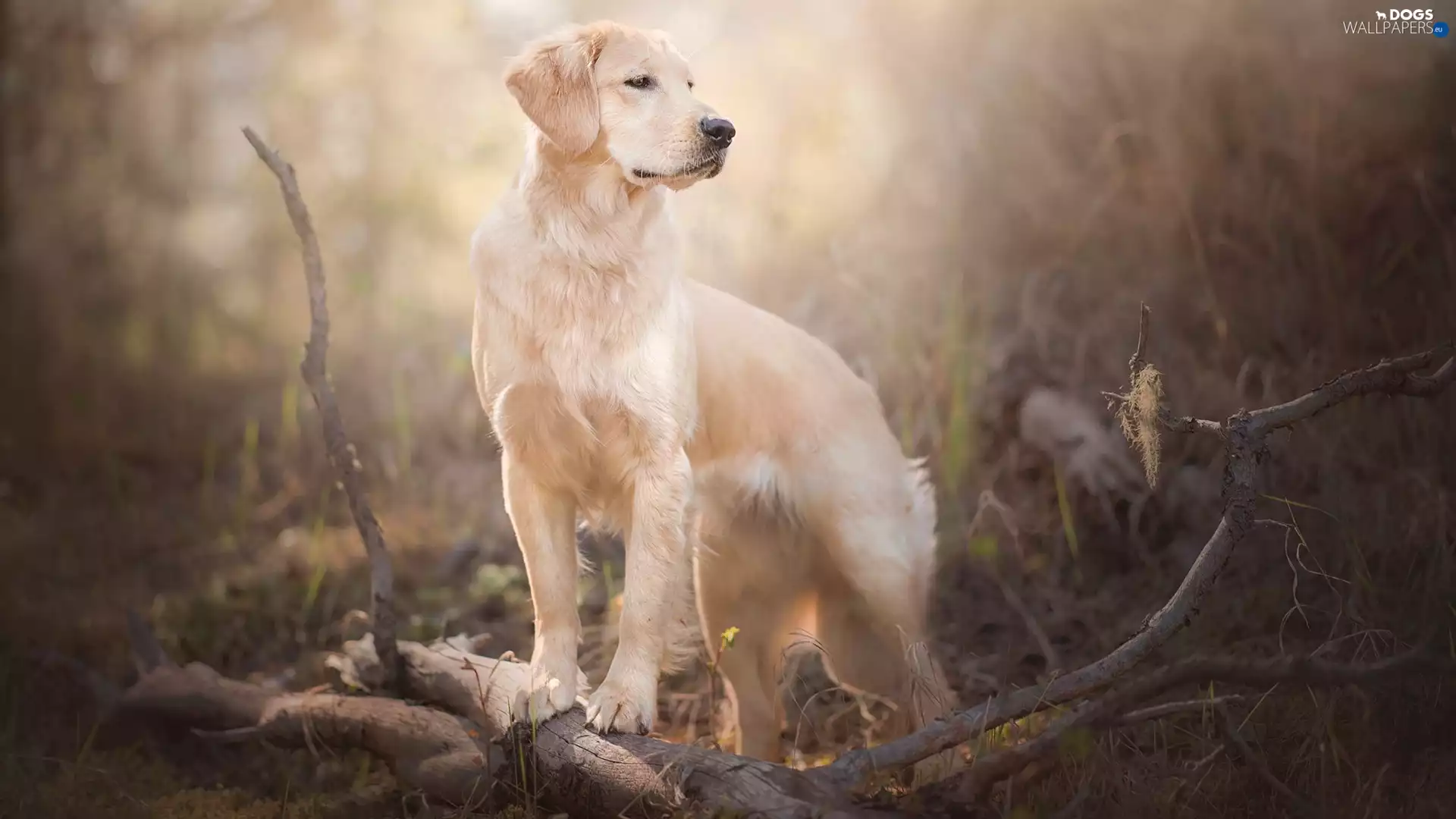branch pics, dog, Golden Retriever