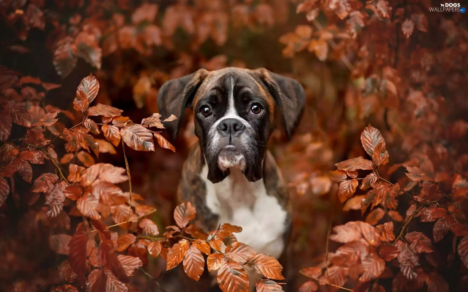Leaf, boxer, branch pics