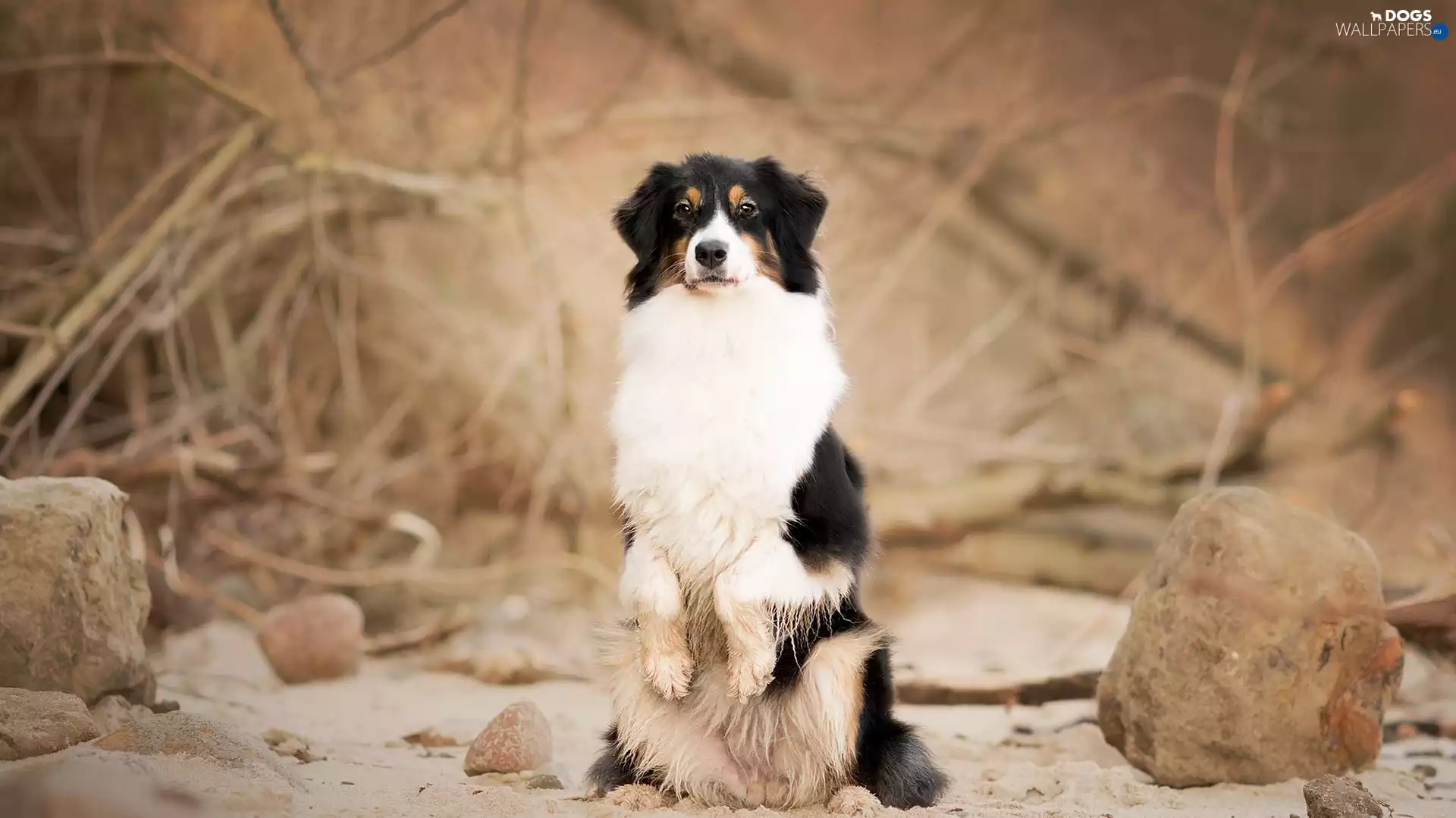 dog, Stones, branch pics, Australian Shepherd