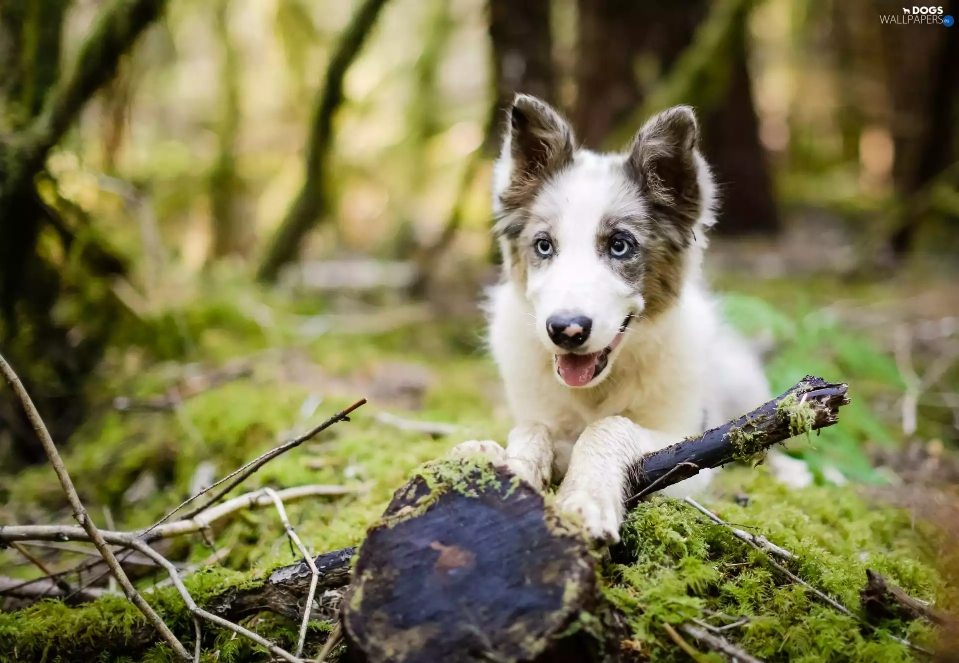 Border Collie, branch pics, Moss, snag