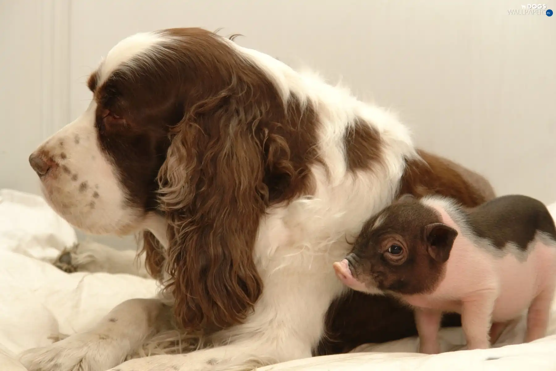 Spaniel, piglet, dog