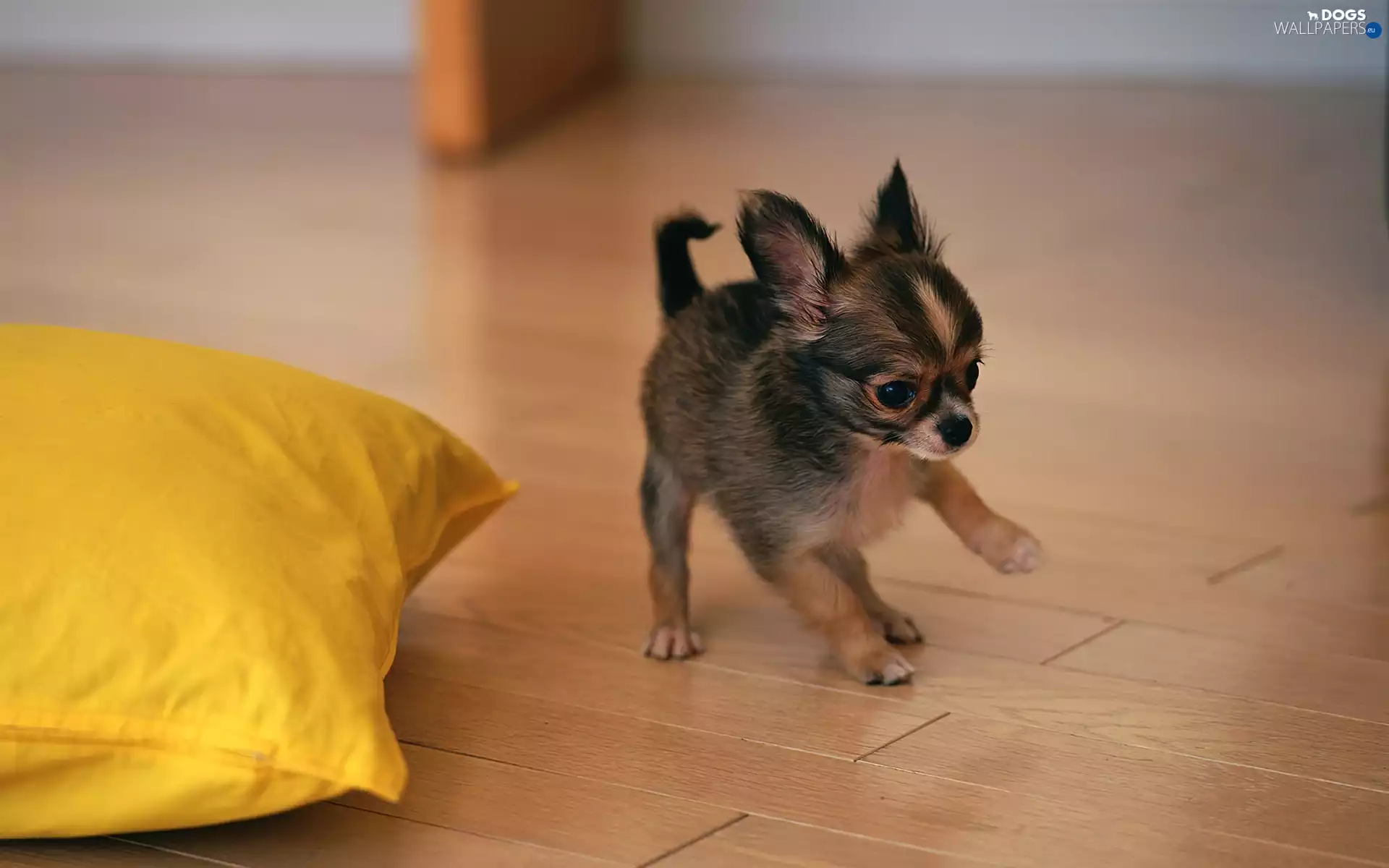 doggie, Pillow, Chihuahua, Yellow Honda