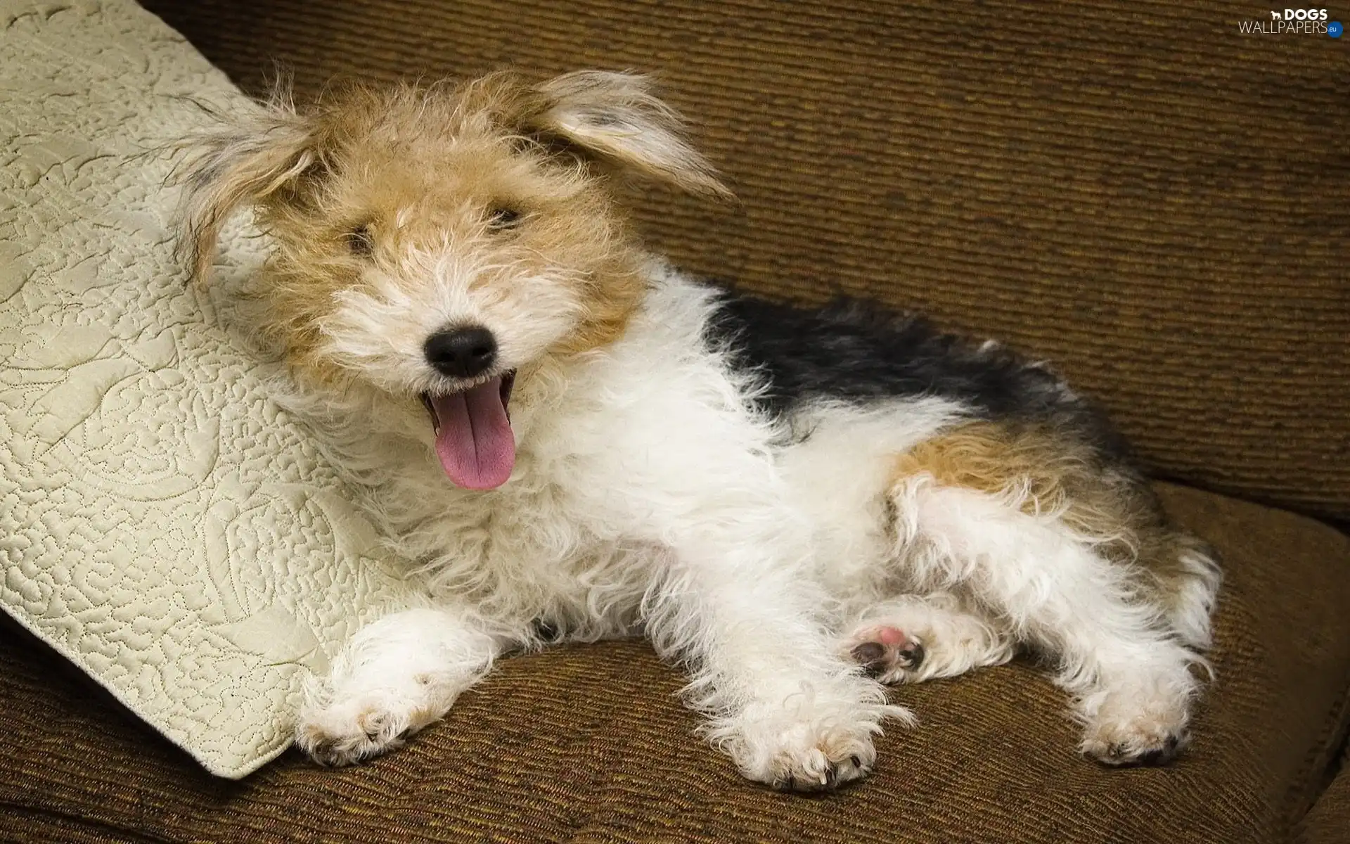 Pillow, Terrier, pinto, hairy