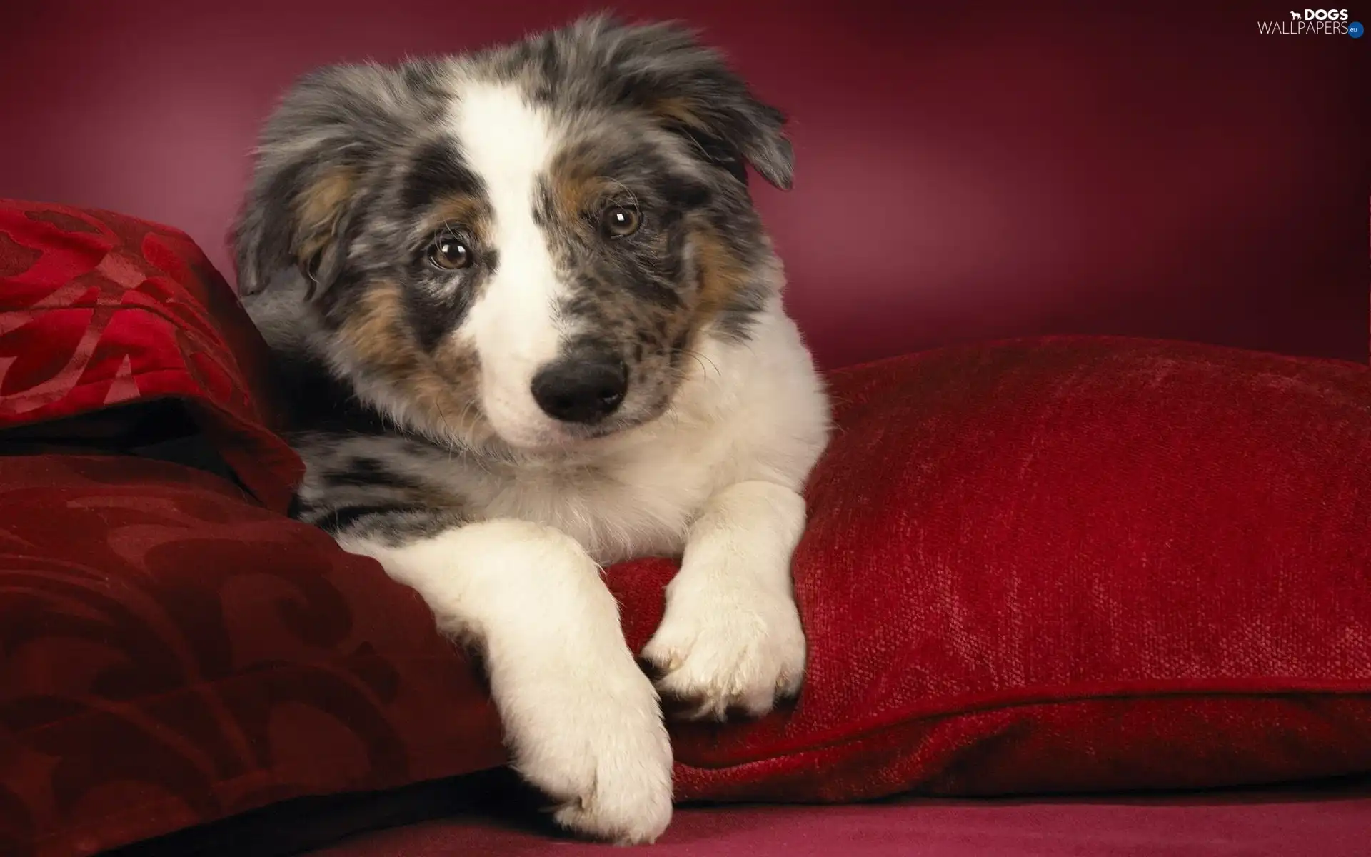 Sofa, pillows, dog