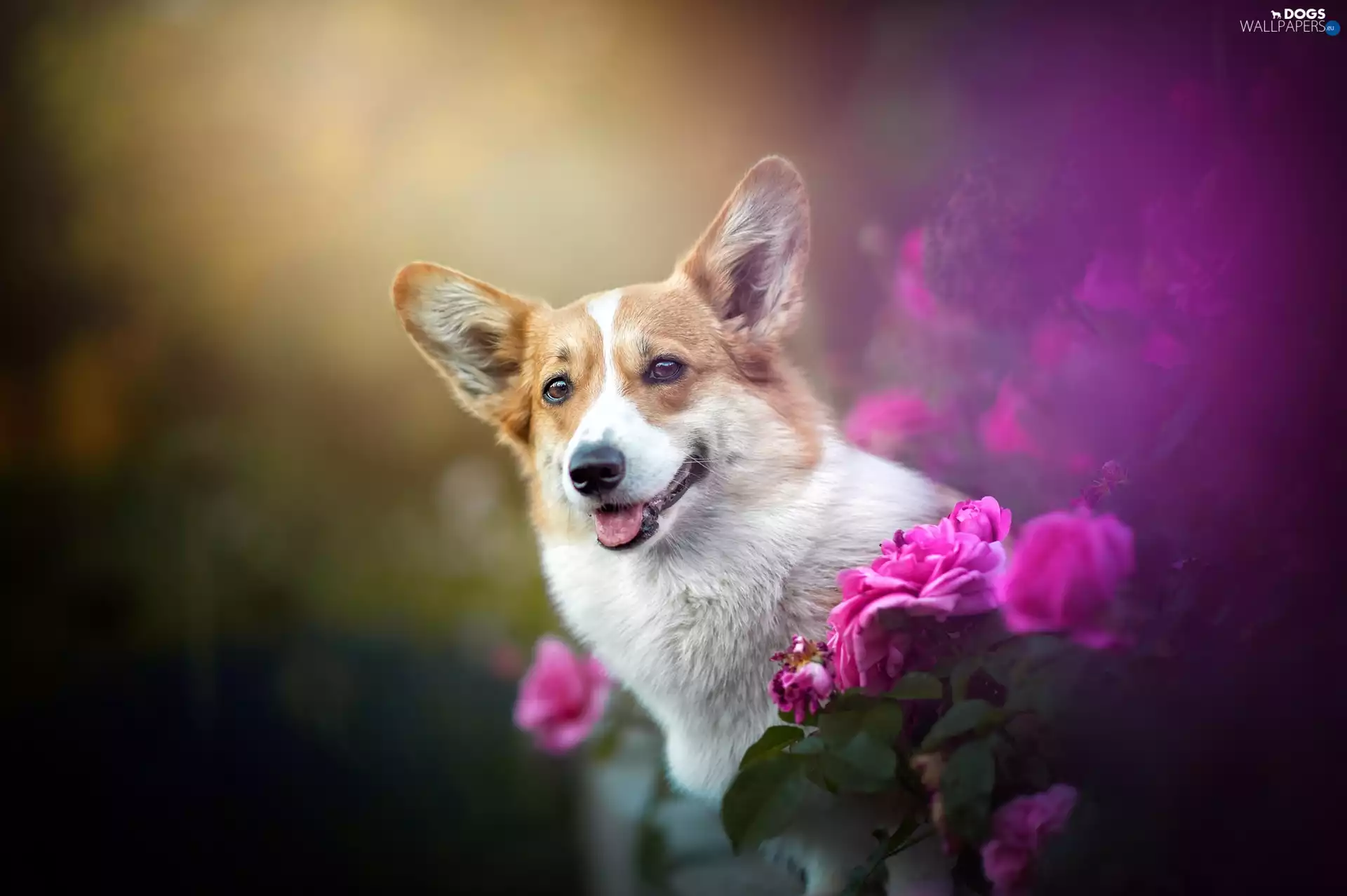 Welsh corgi pembroke, Pink, roses, Flowers