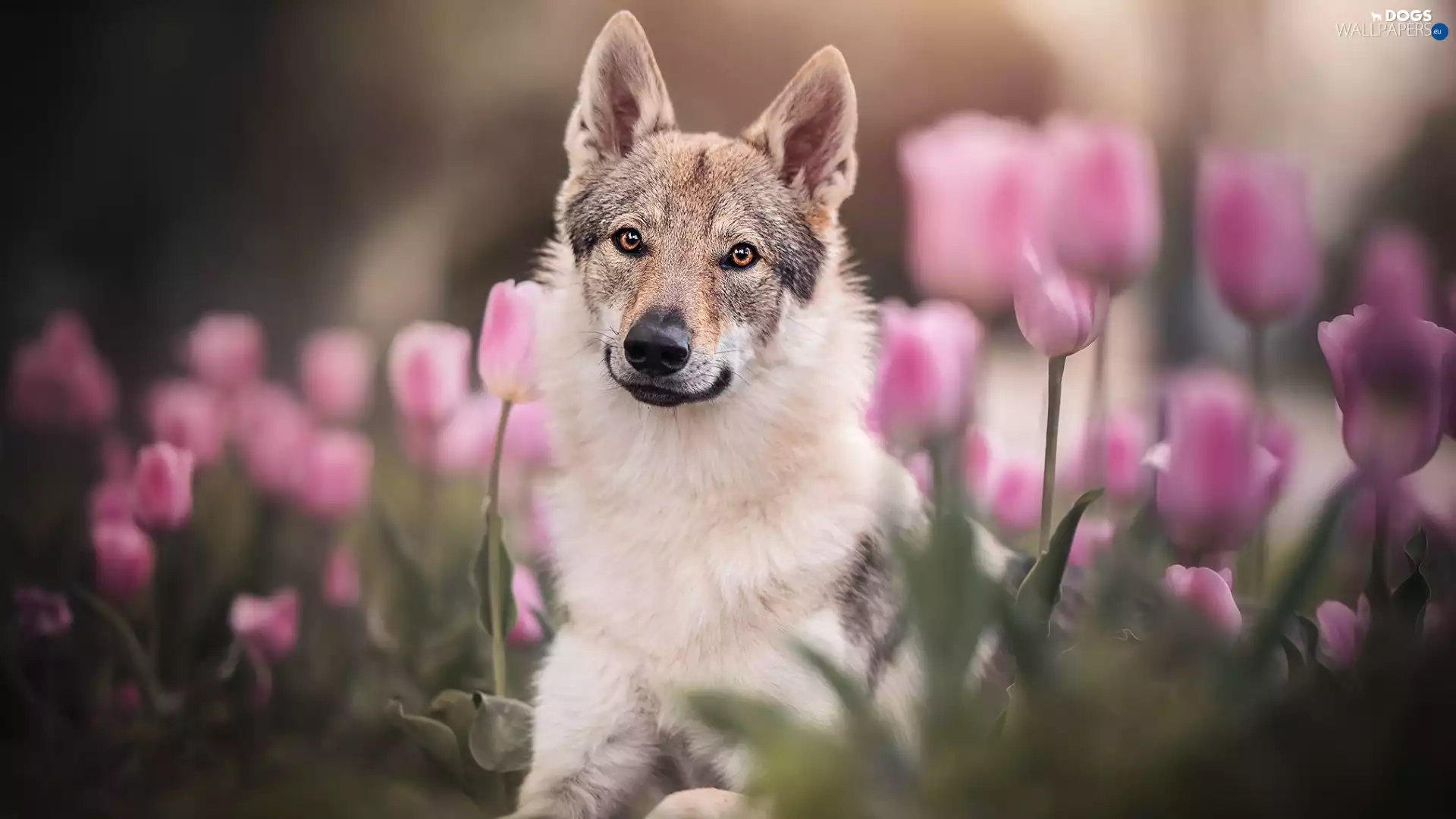 dog, Pink, Tulips, German Shepherd
