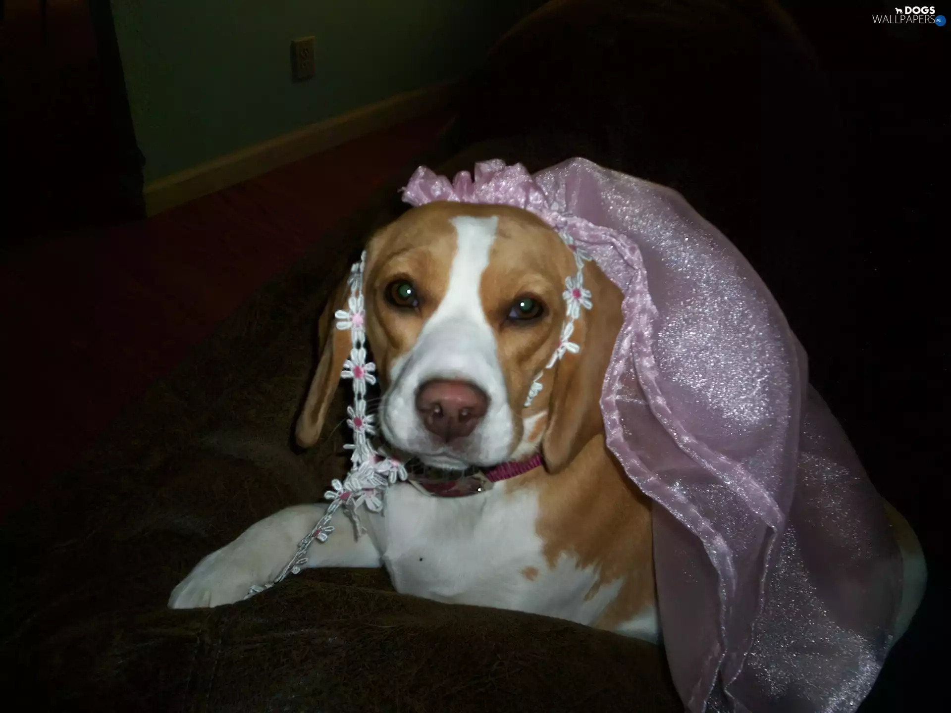 veil, Beagle Harrier, Pink