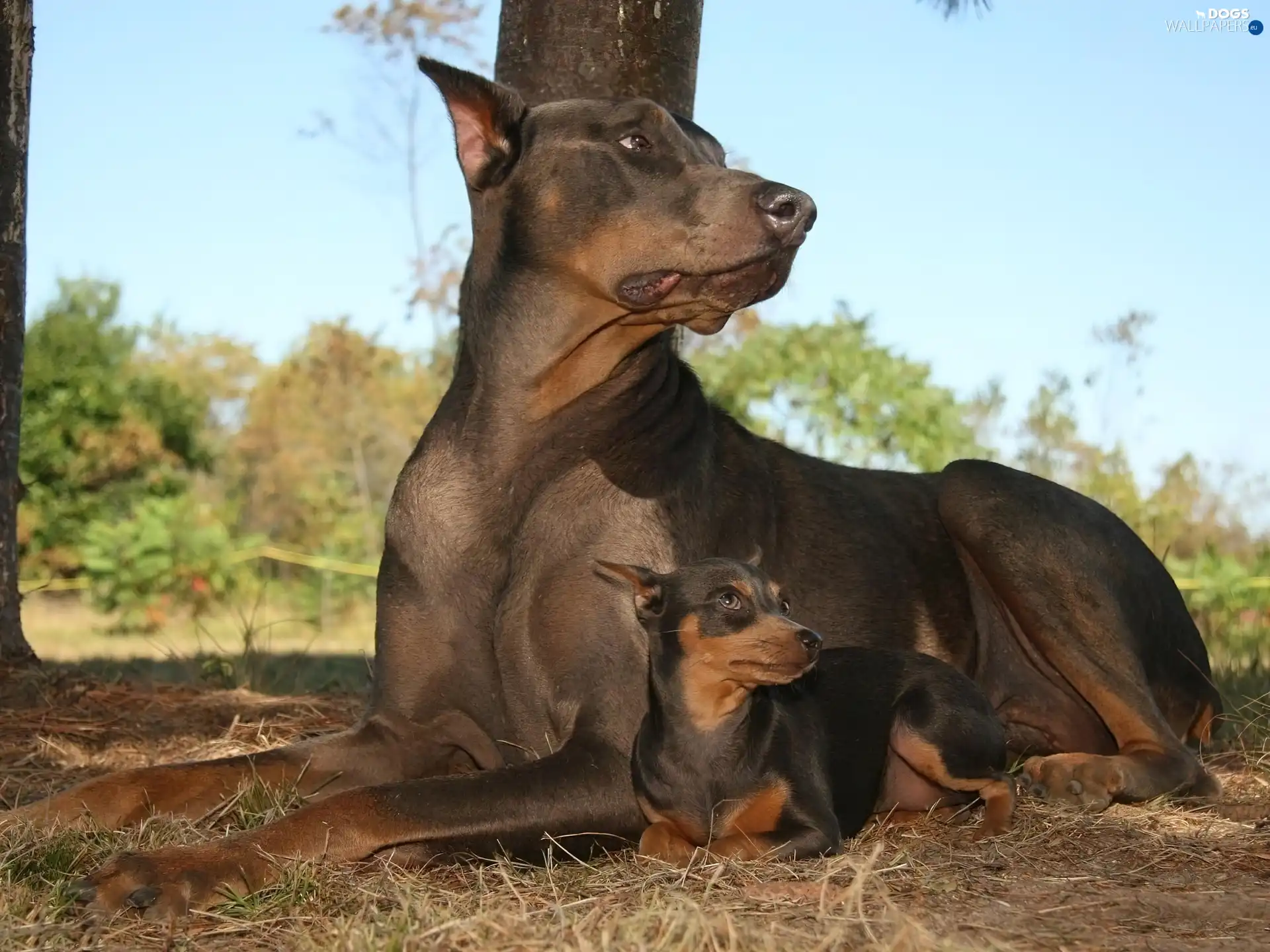 Pinscher, small, Big, Doberman