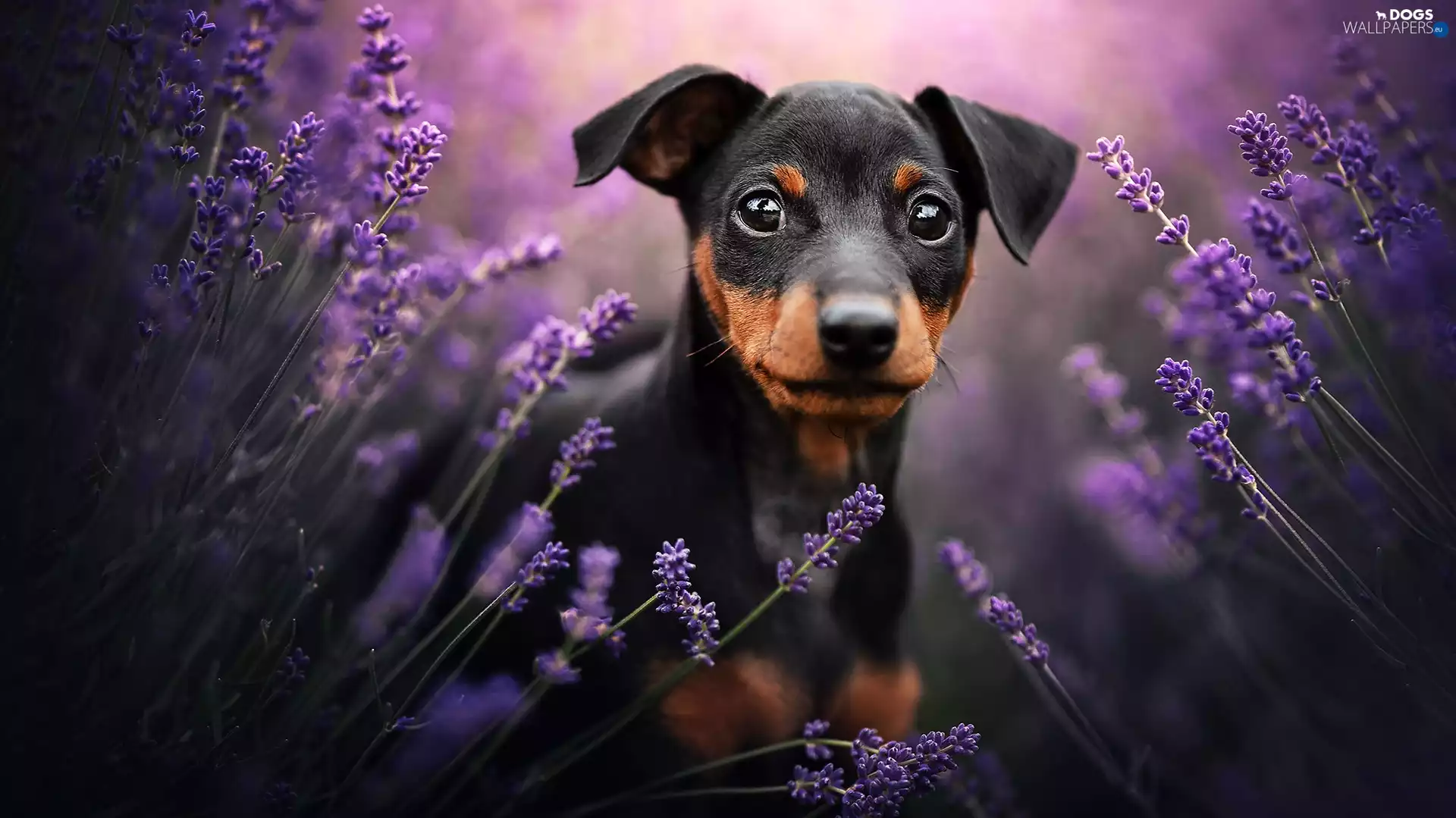 dog, lavender, blur, Pinscher