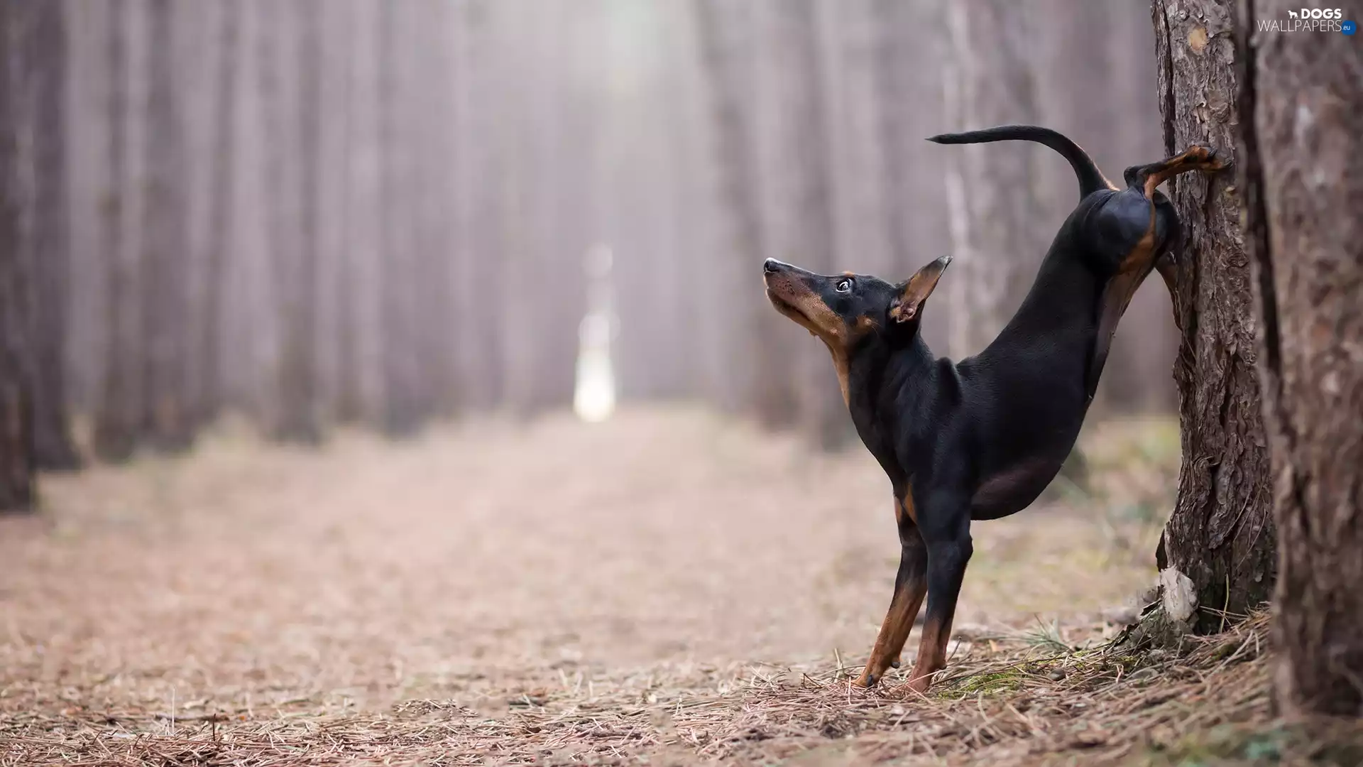 dog, trees, forest, Pinscher