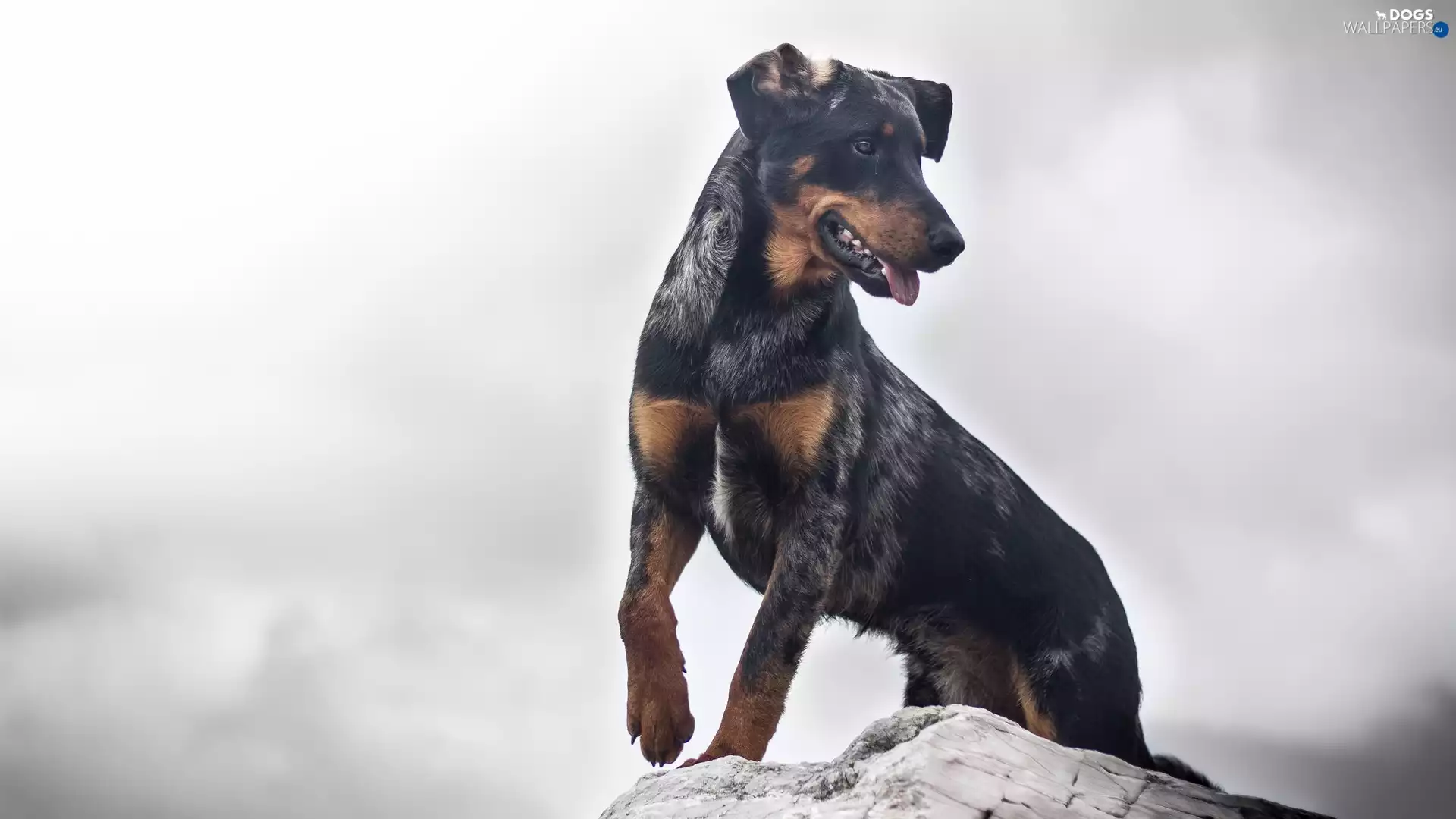 dog, muzzle, Rocks, Pinscher