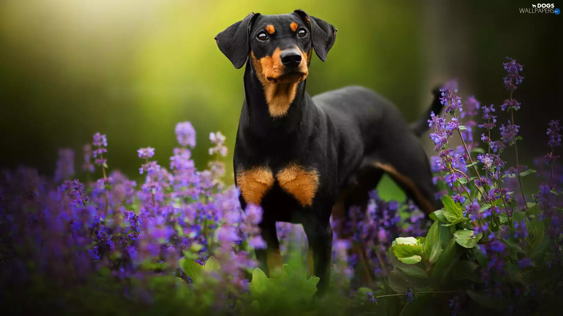 Flowers, dog, miniature Pinscher