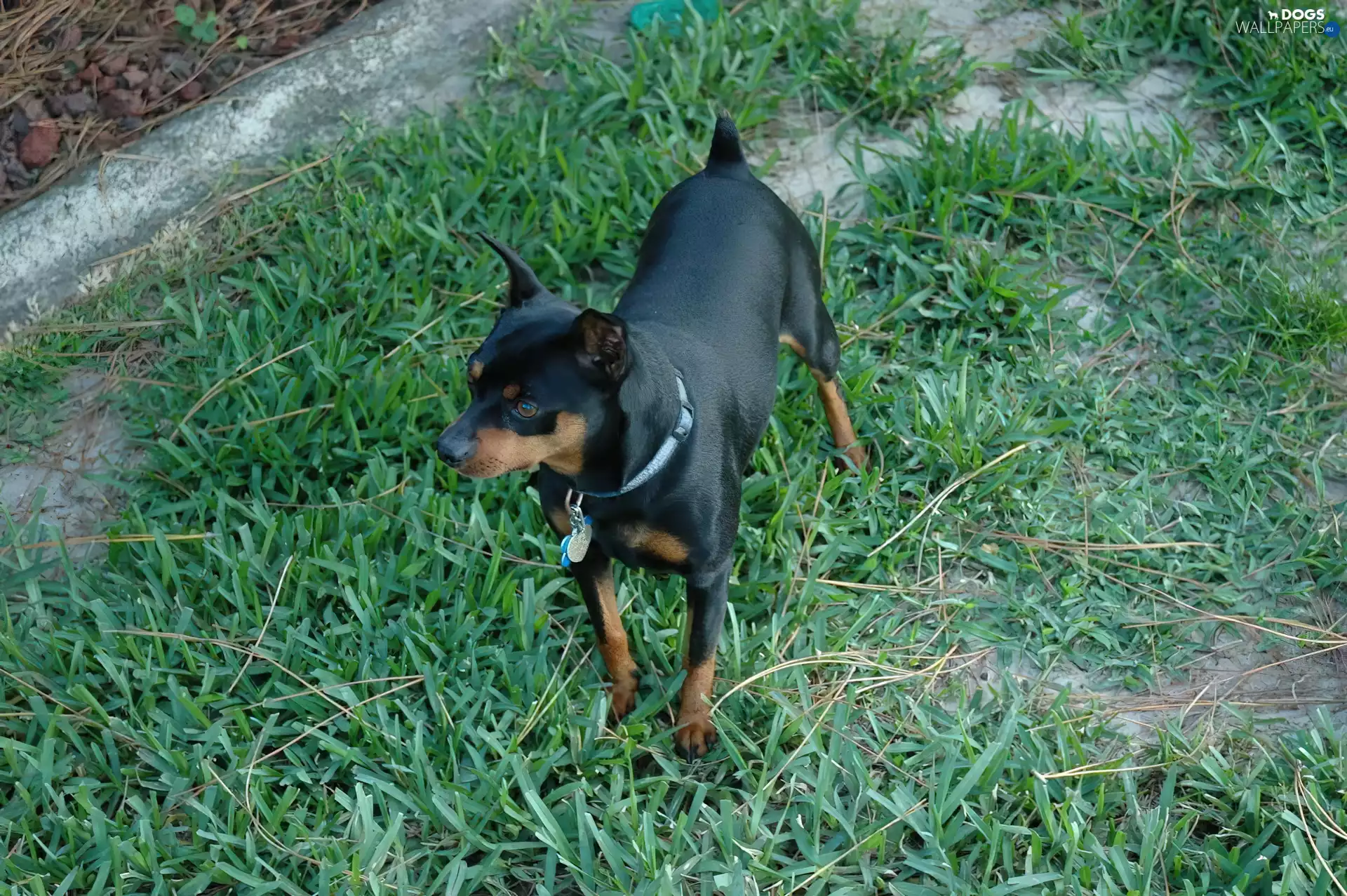 grass, Black, miniature Pinscher