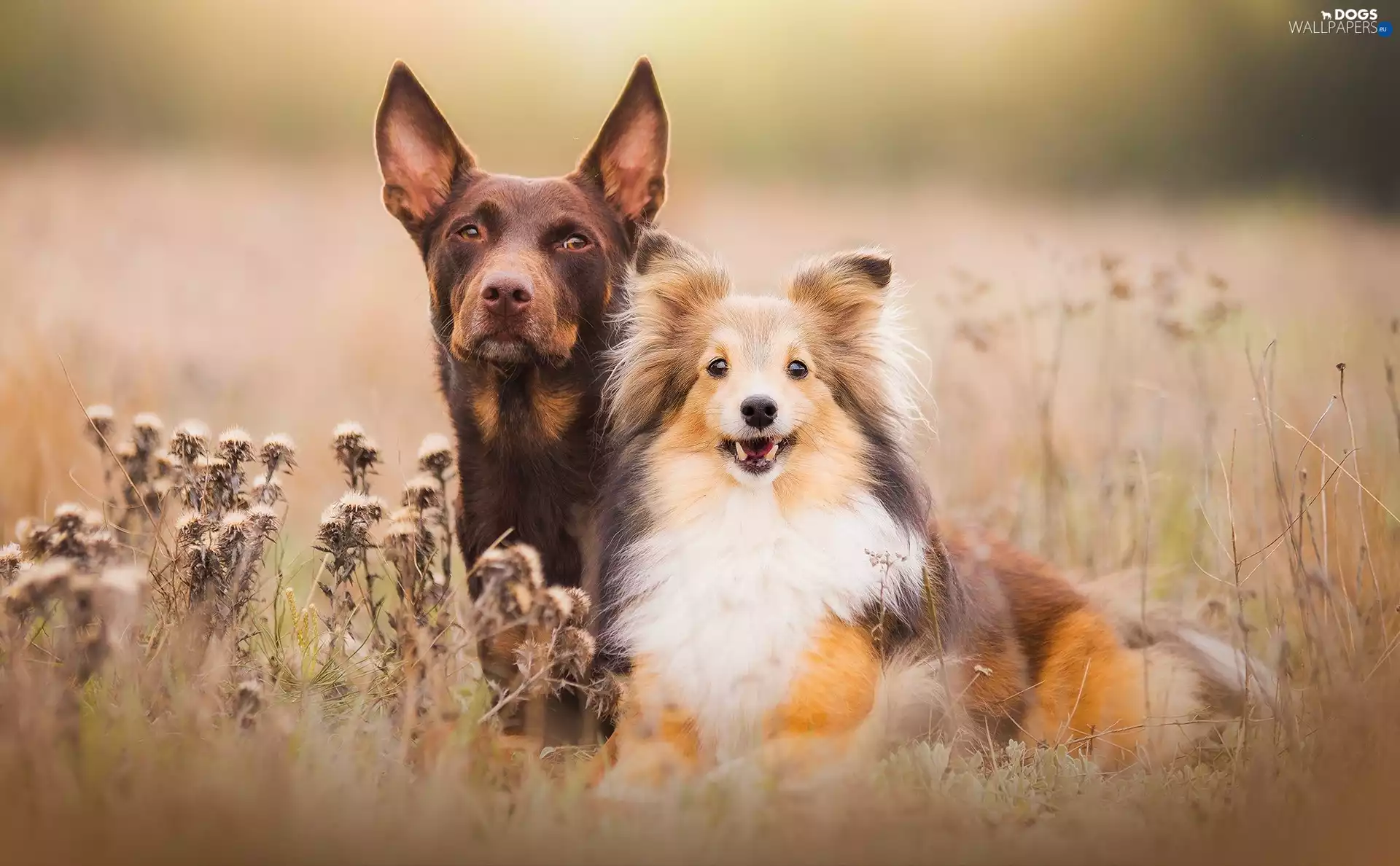 Meadow, shetland Sheepdog, Pinscher