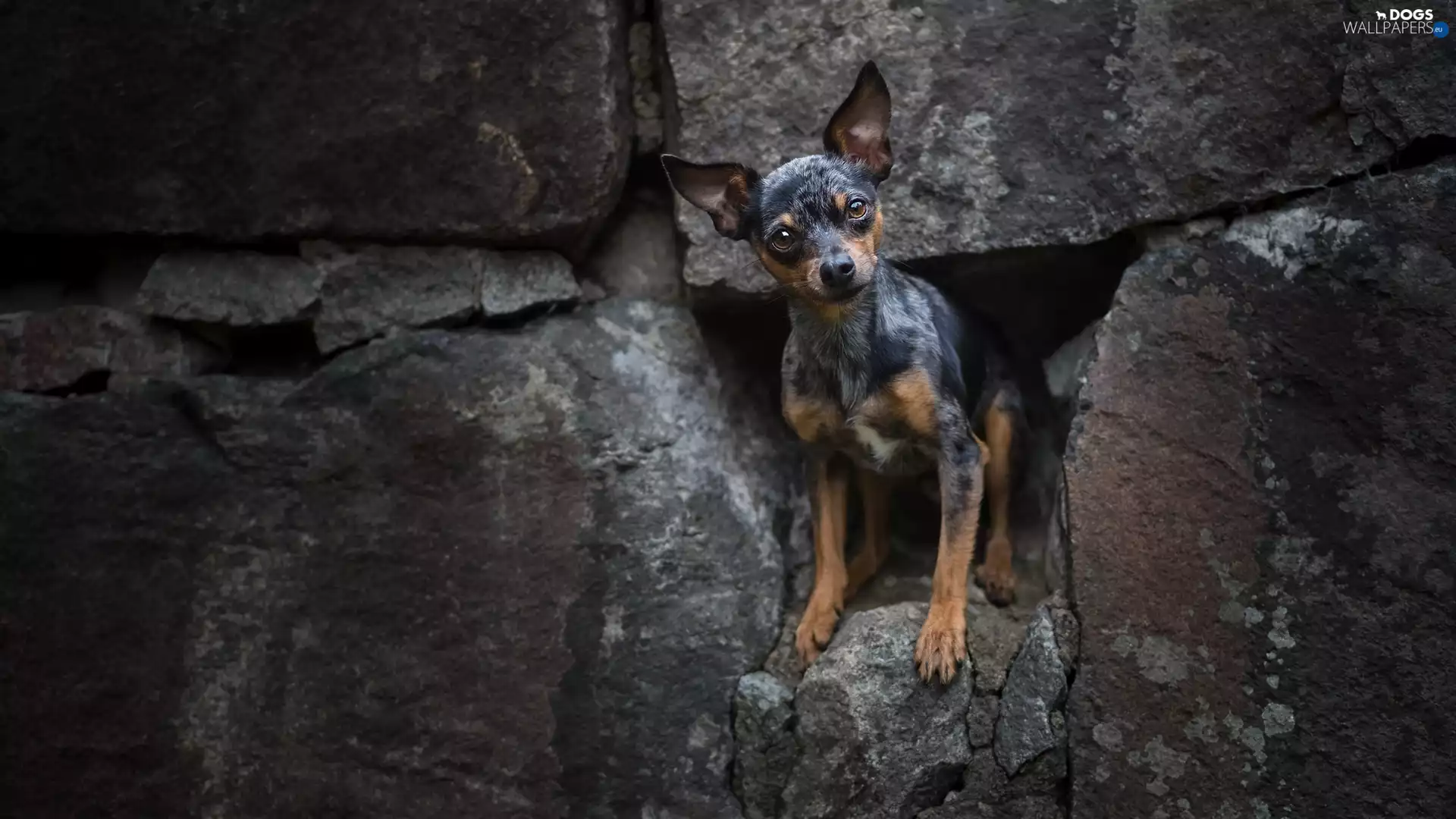wall, dog, miniature Pinscher