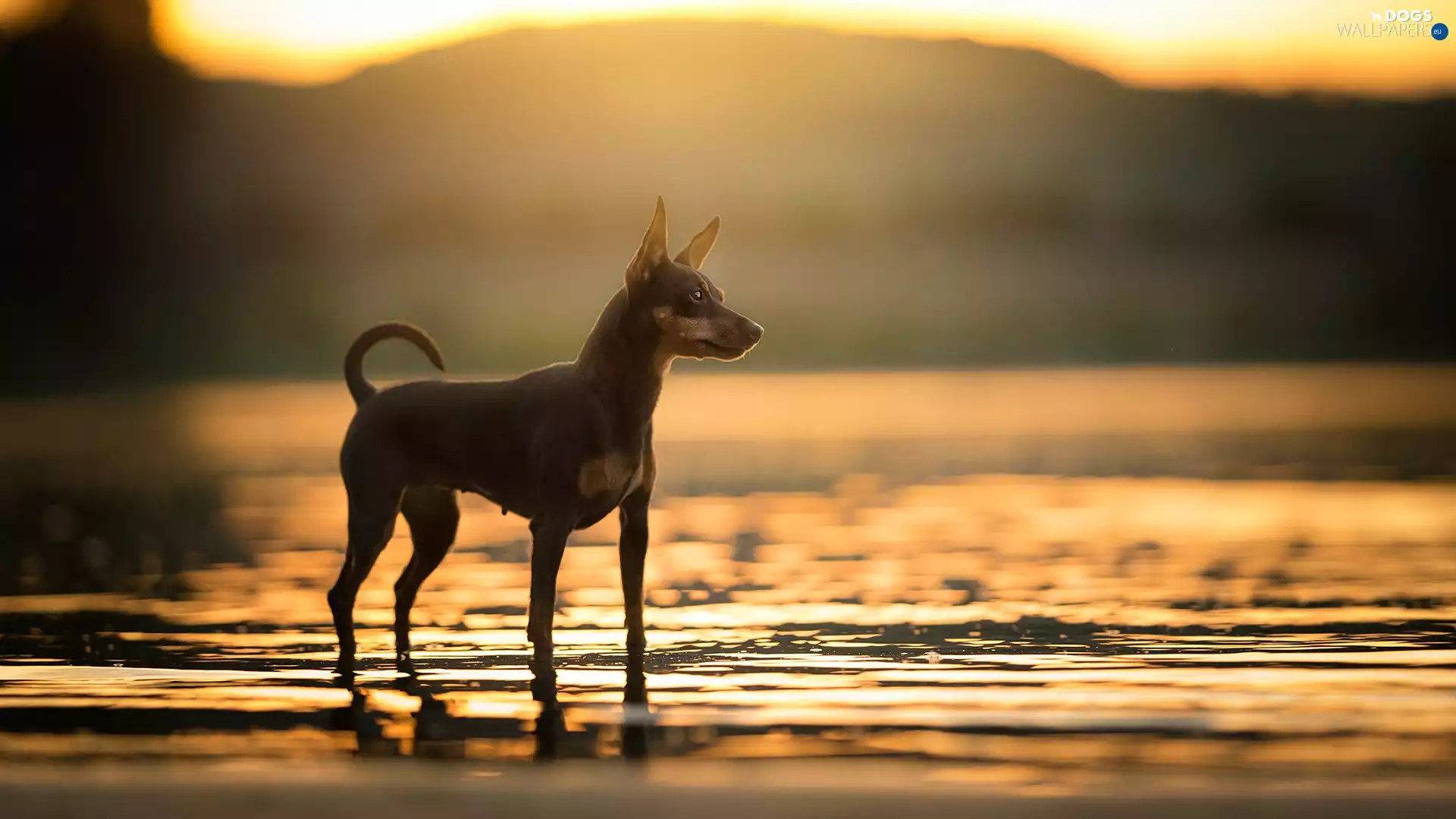 water, dog, miniature Pinscher