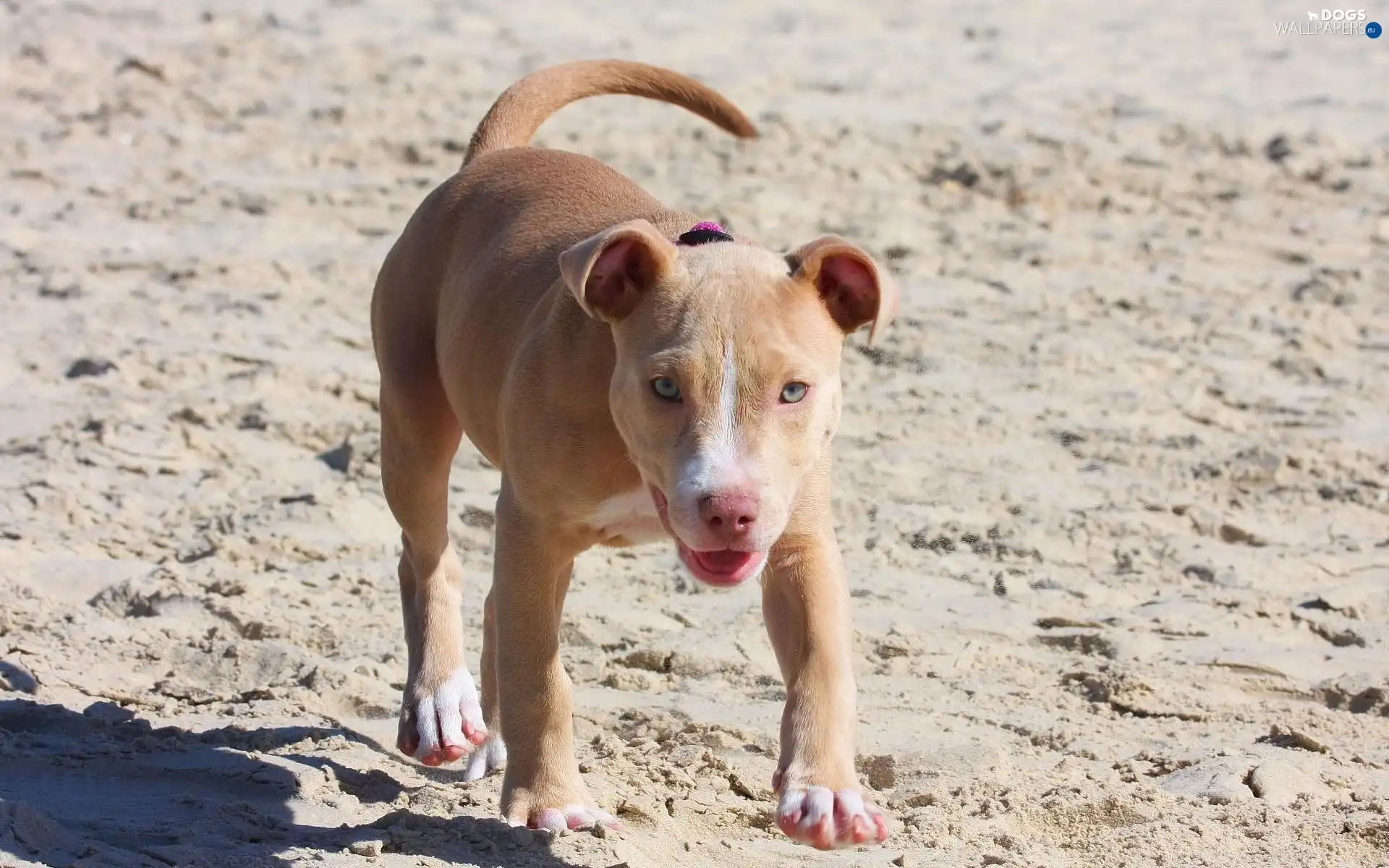 Pit Bull, Beaches, dog