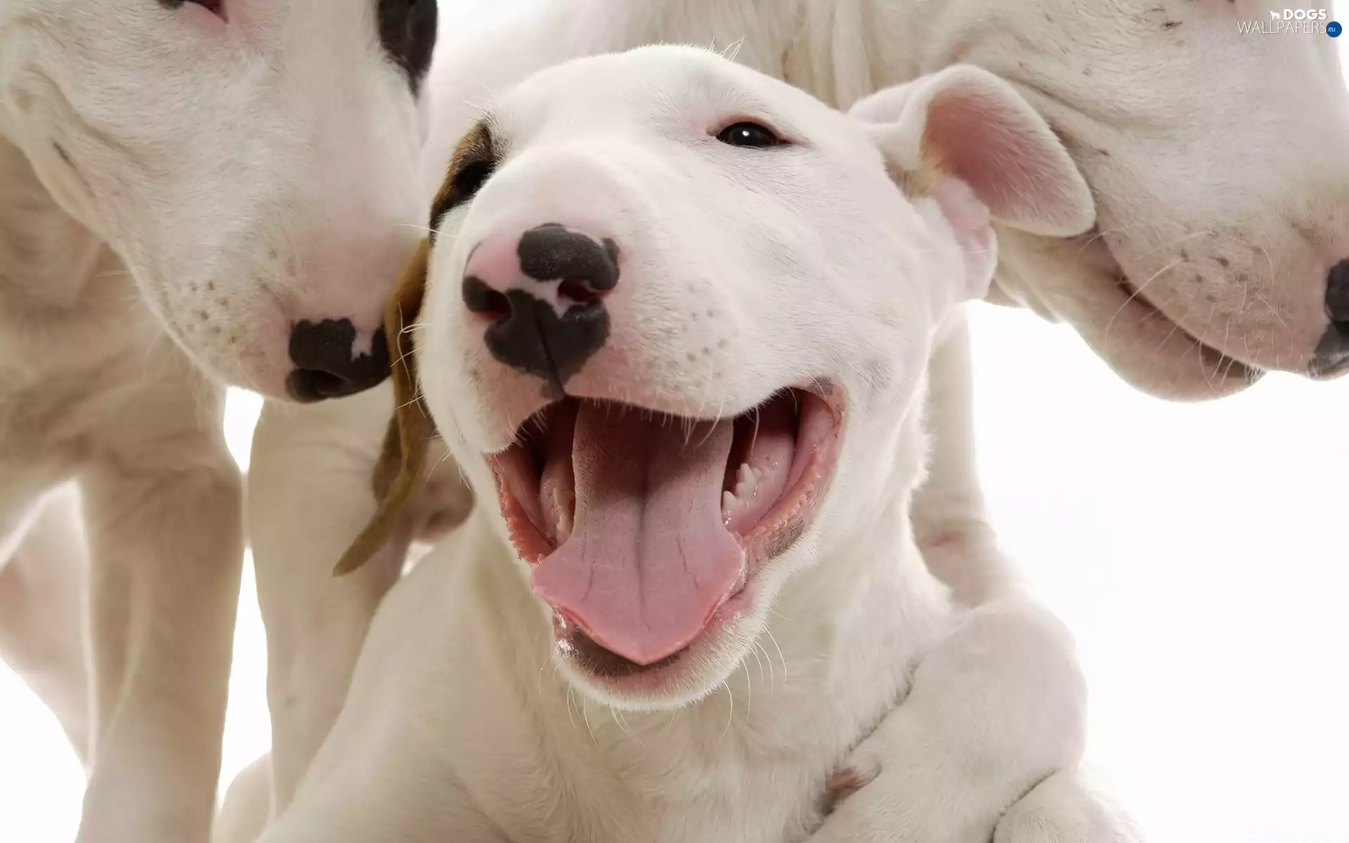mouths, Pit Bull Terrier, Three