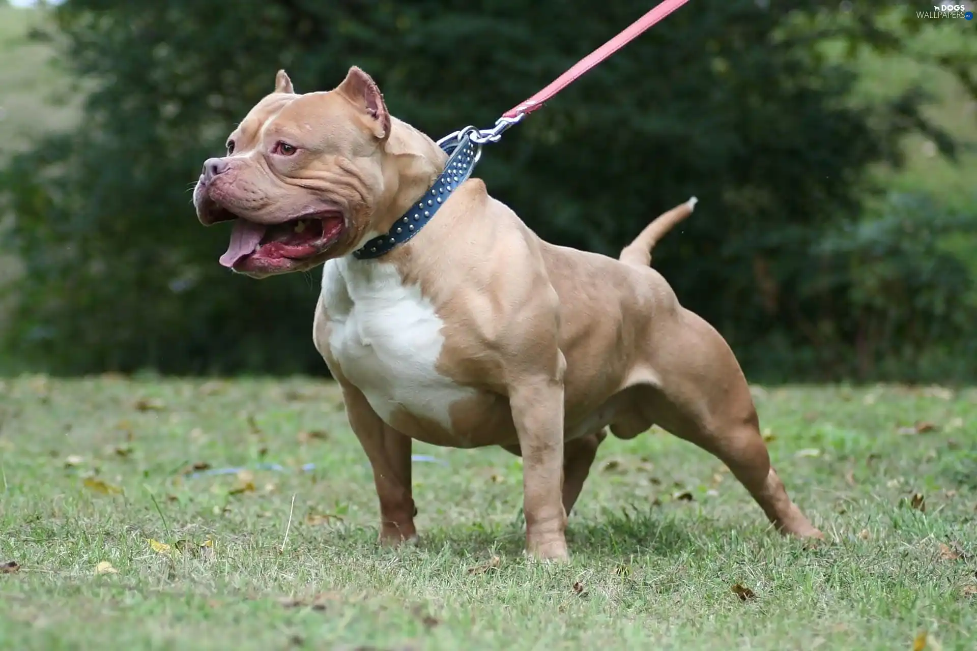 Leash, Pit Bull