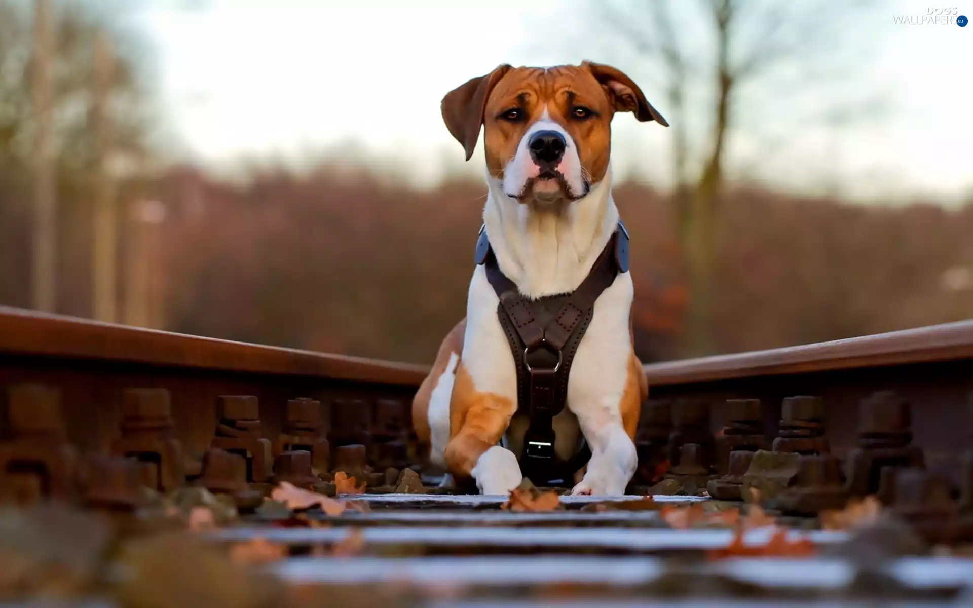 dog, ##, railway, Pit Bull Terrier