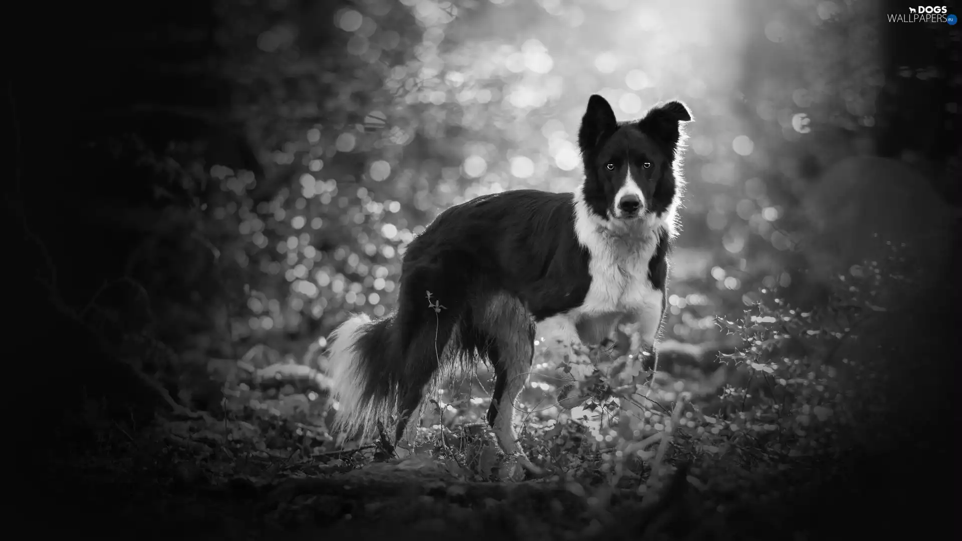 dog, Plants, Bokeh, Border Collie