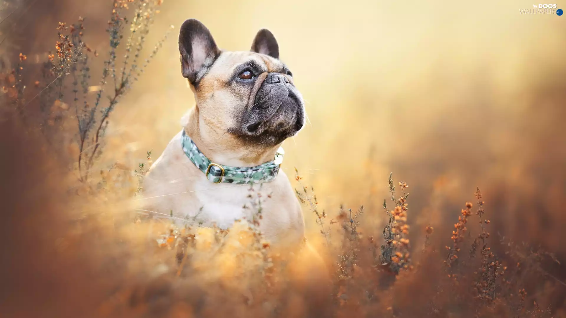 dog, dog-collar, Plants, French Bulldog