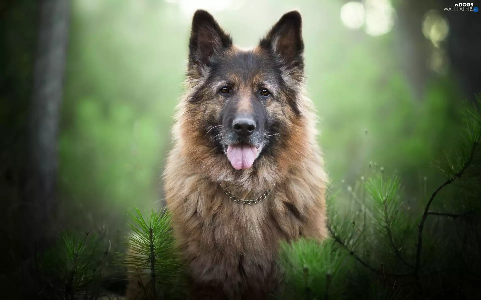 German Shepherd, tongue, Plants, neck chain