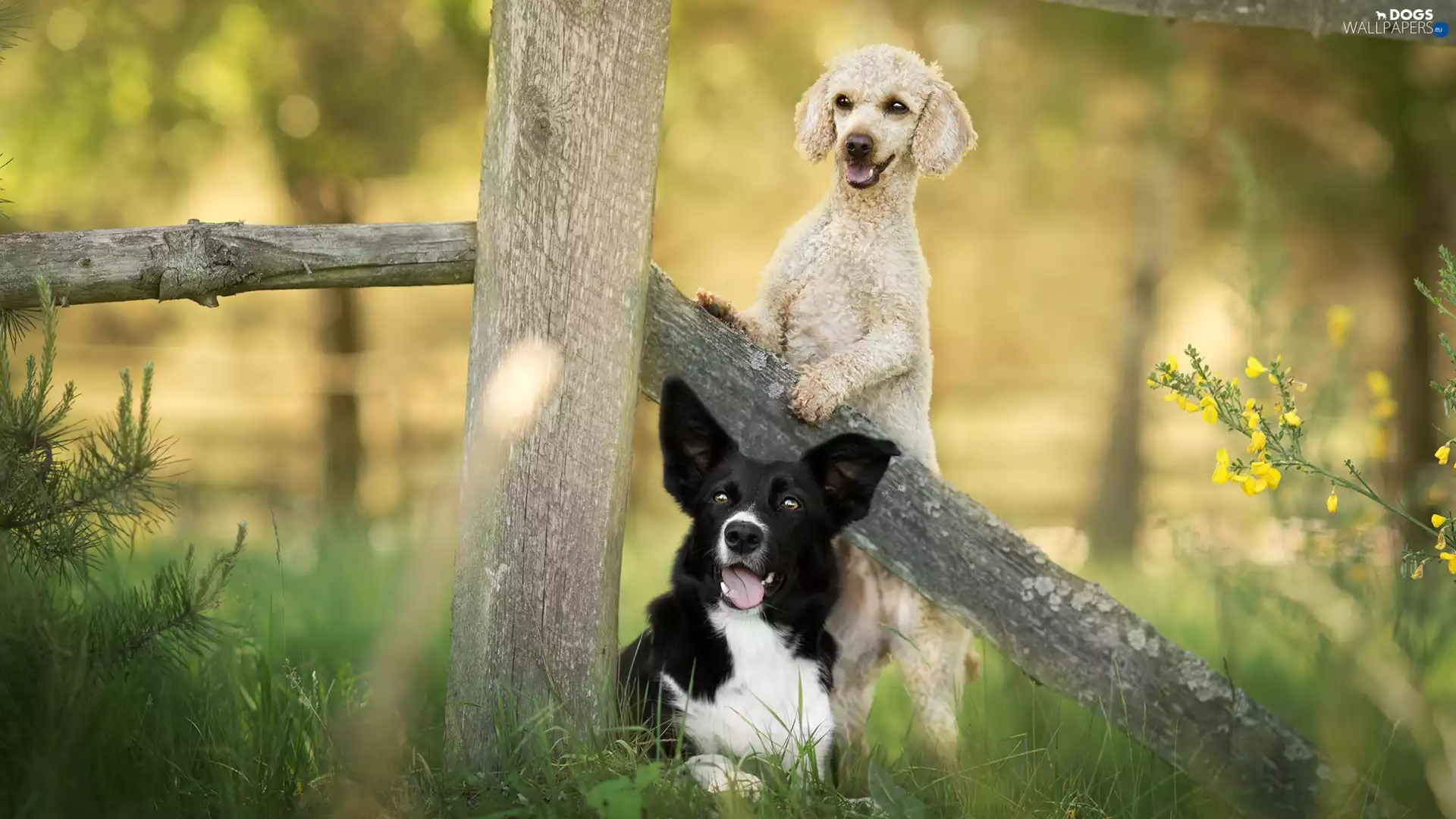 Fance, Border Collie, Flowers, poodle, Dogs, grass, Plants